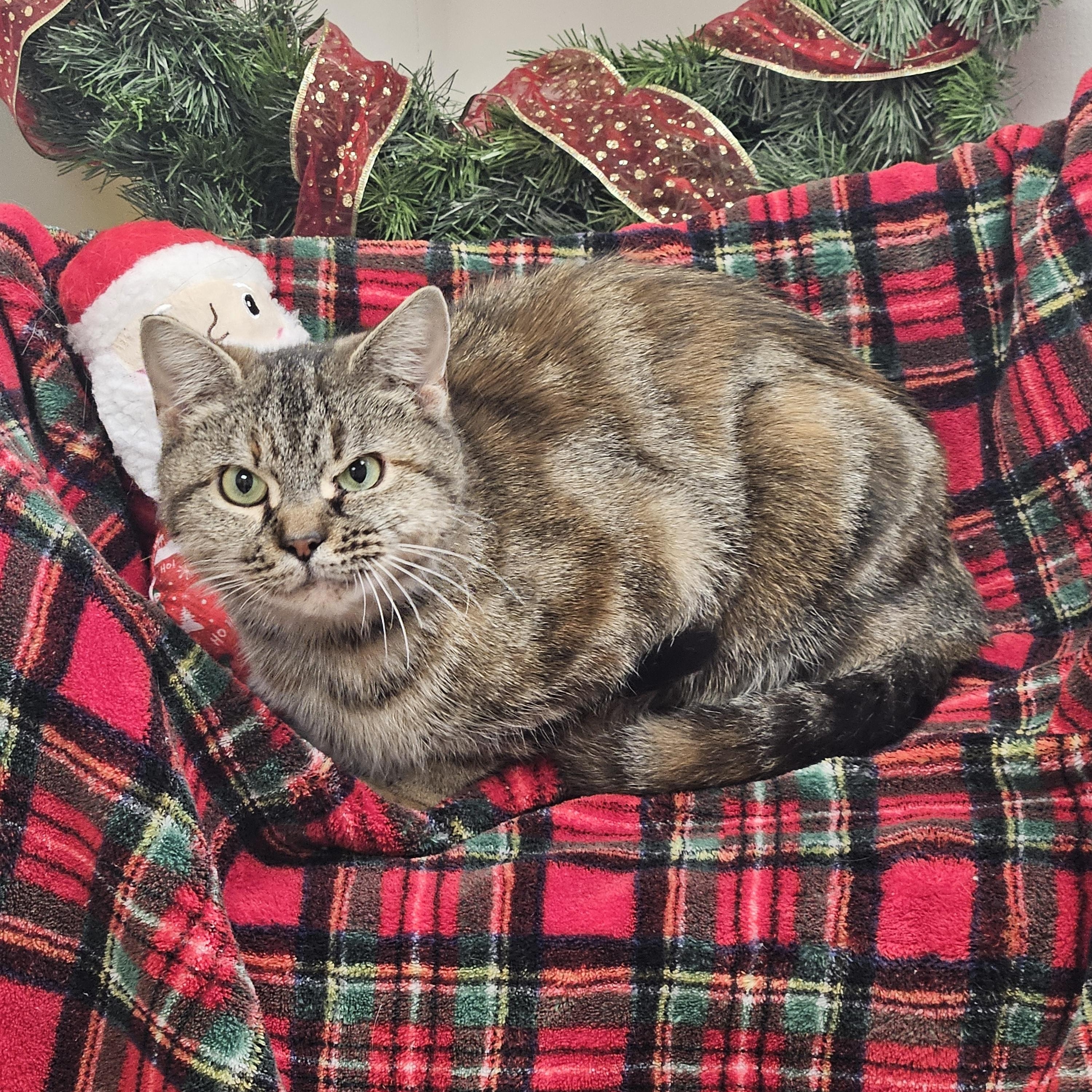 Ruby, Adoptable, Adult Female Torbie.