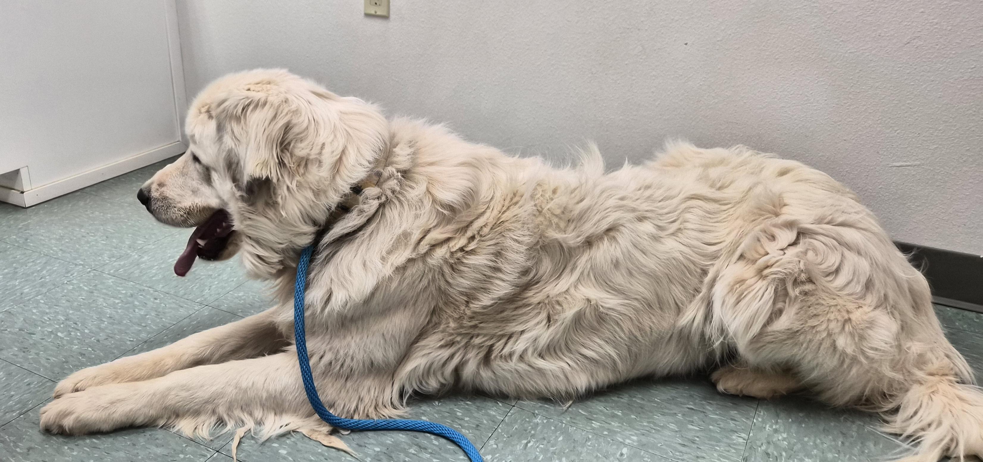 Enlarge Cain, a ADOPTABLE mixed breed in Albuquerque, NM image 5/6