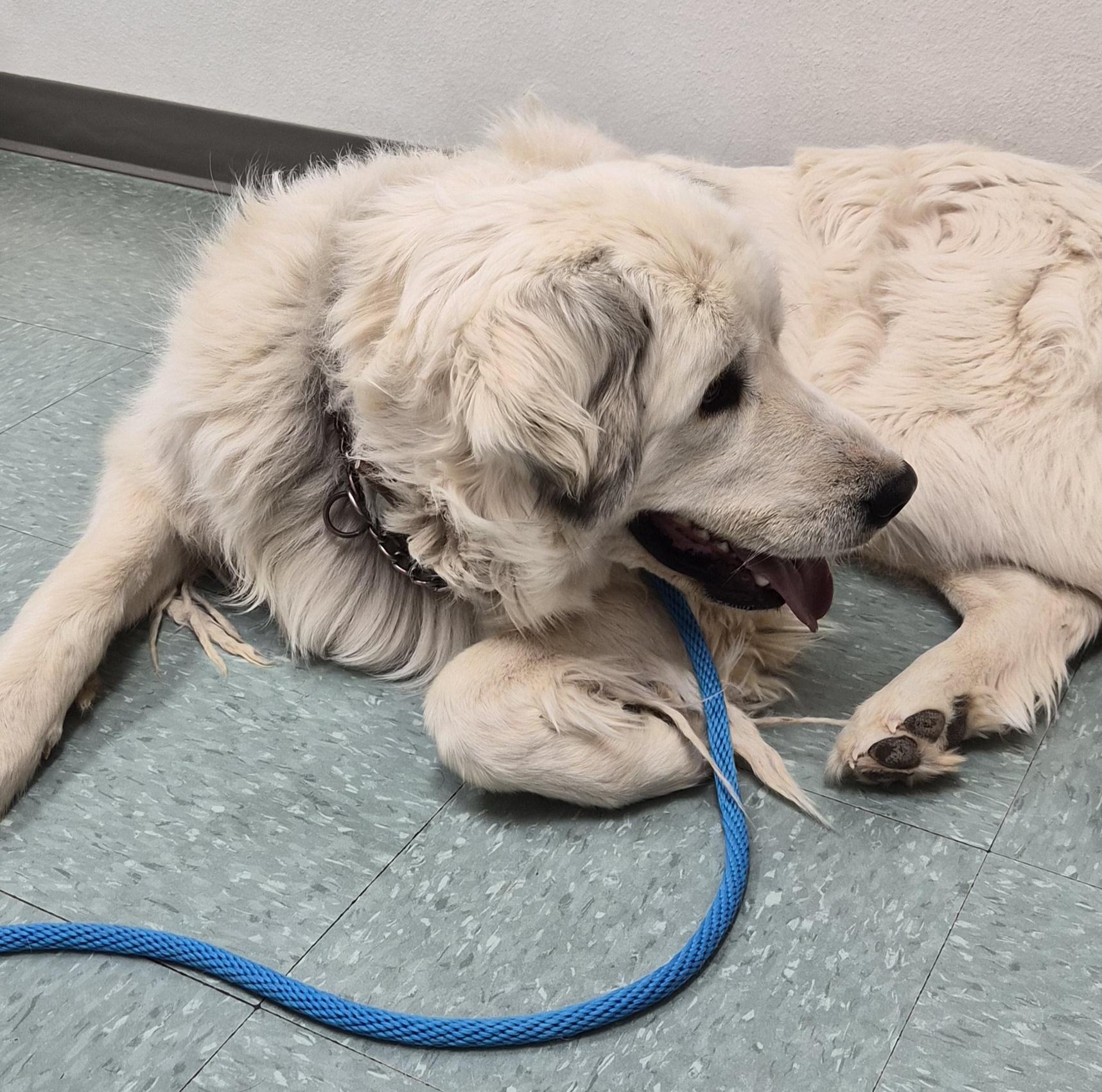 Enlarge Cain, a ADOPTABLE mixed breed in Albuquerque, NM image 4/6