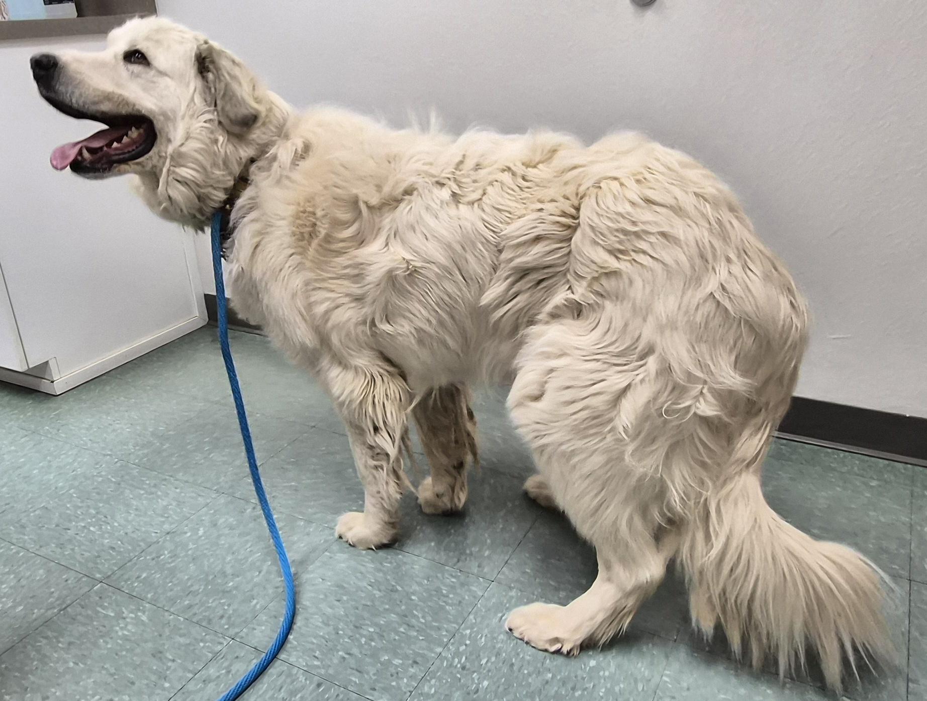 Enlarge Cain, a ADOPTABLE mixed breed in Albuquerque, NM image 3/6