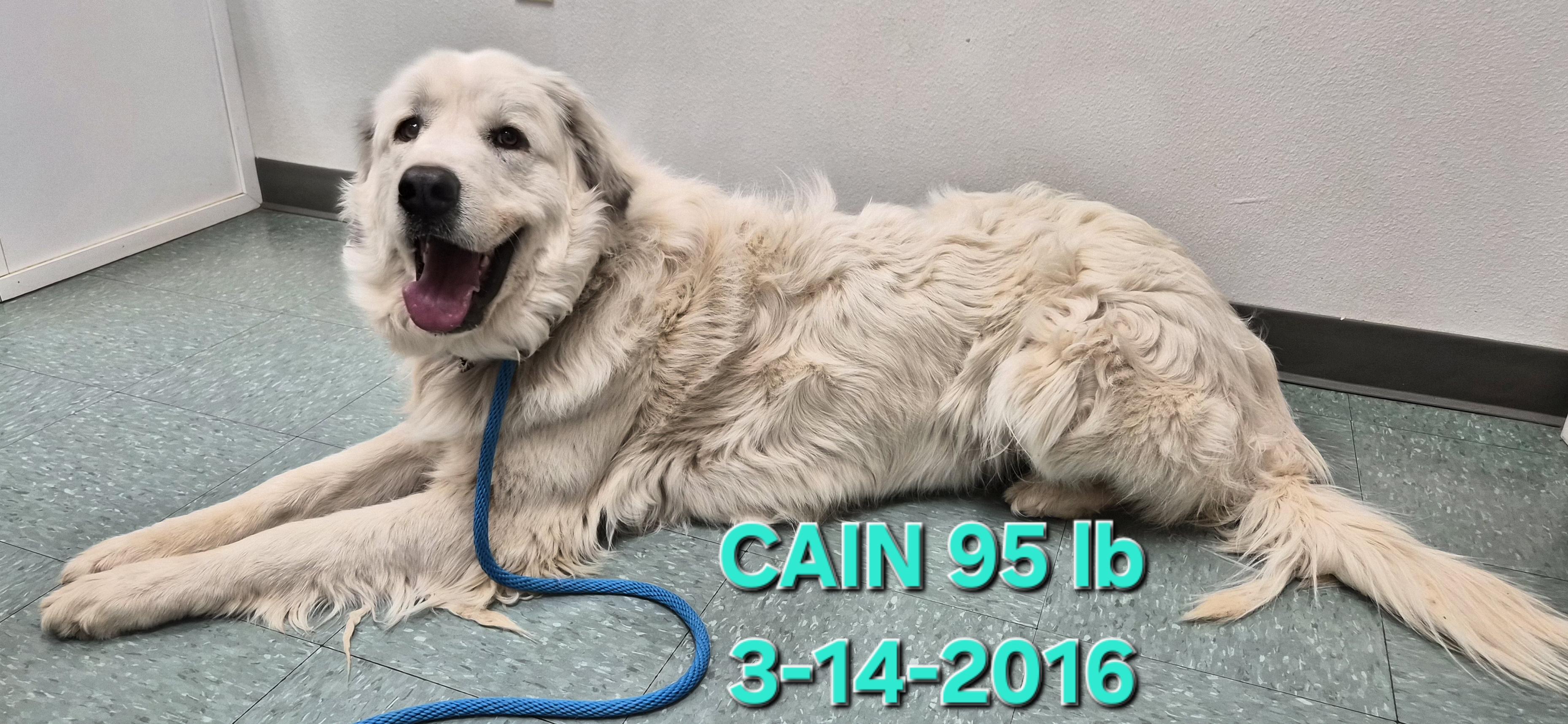 Cain, ADOPTABLE, Young Male Great Pyrenees.
