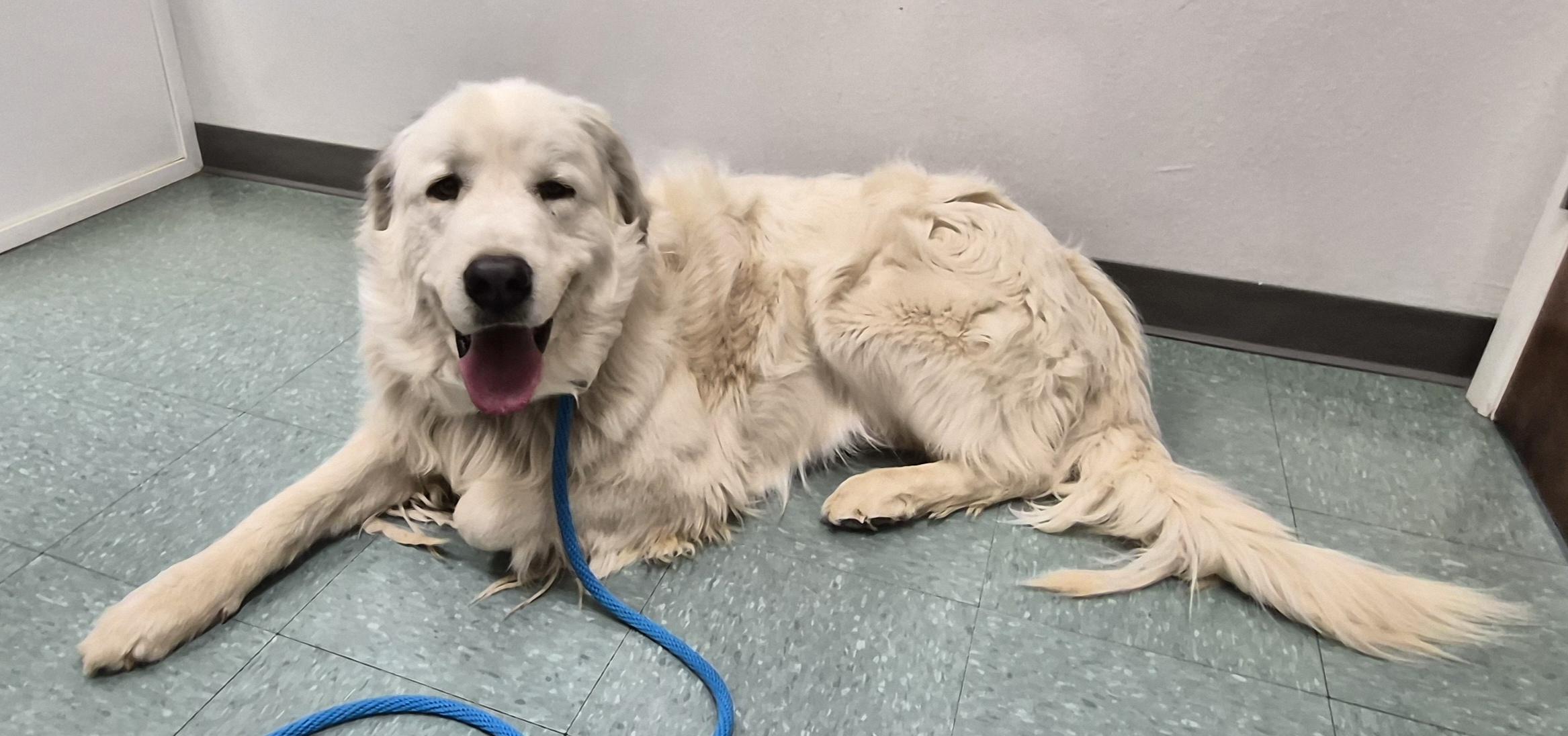Enlarge Cain, a ADOPTABLE mixed breed in Albuquerque, NM image 6/6