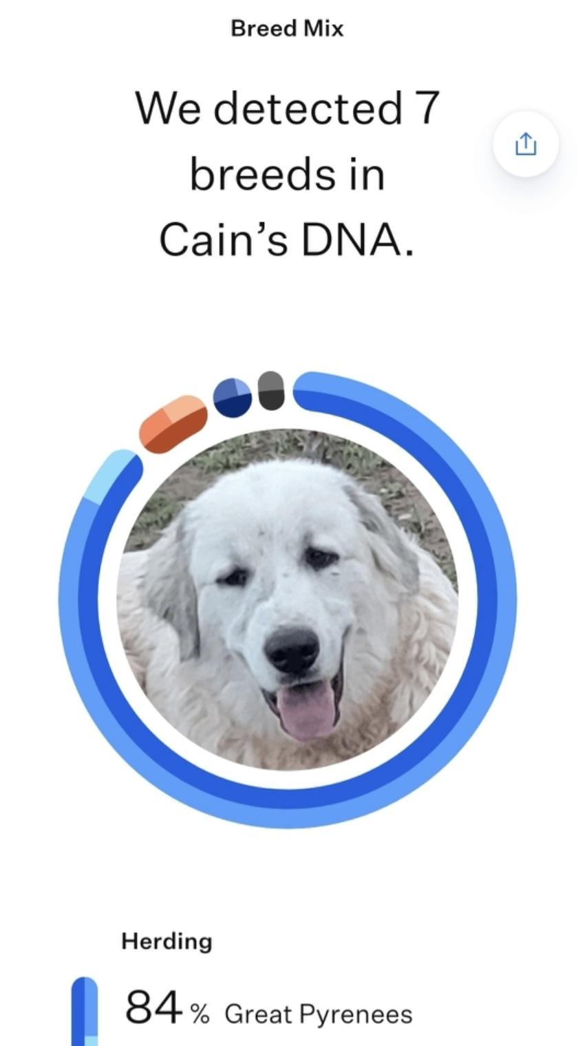 Enlarge Cain, a ADOPTABLE mixed breed in Albuquerque, NM image 2/6