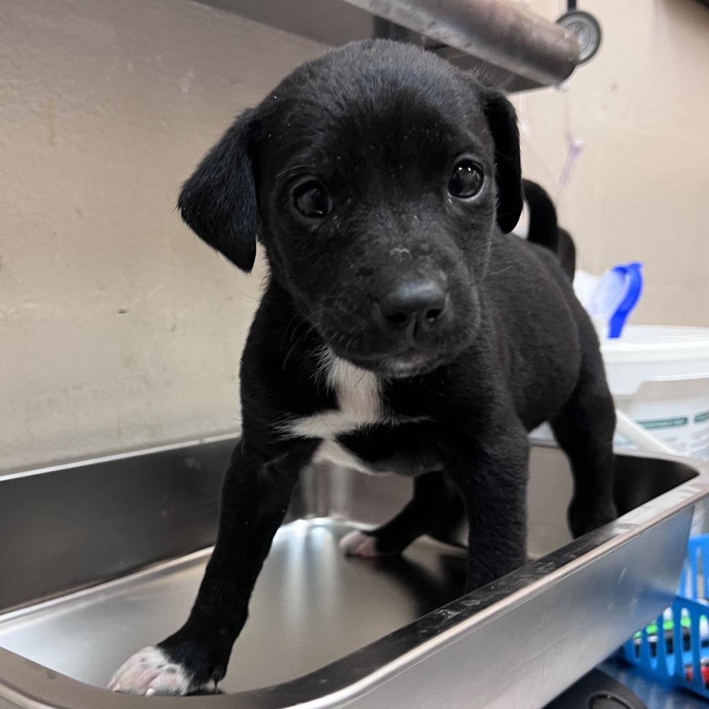 Flower, Adoptable, Young Female Black Labrador Retriever.