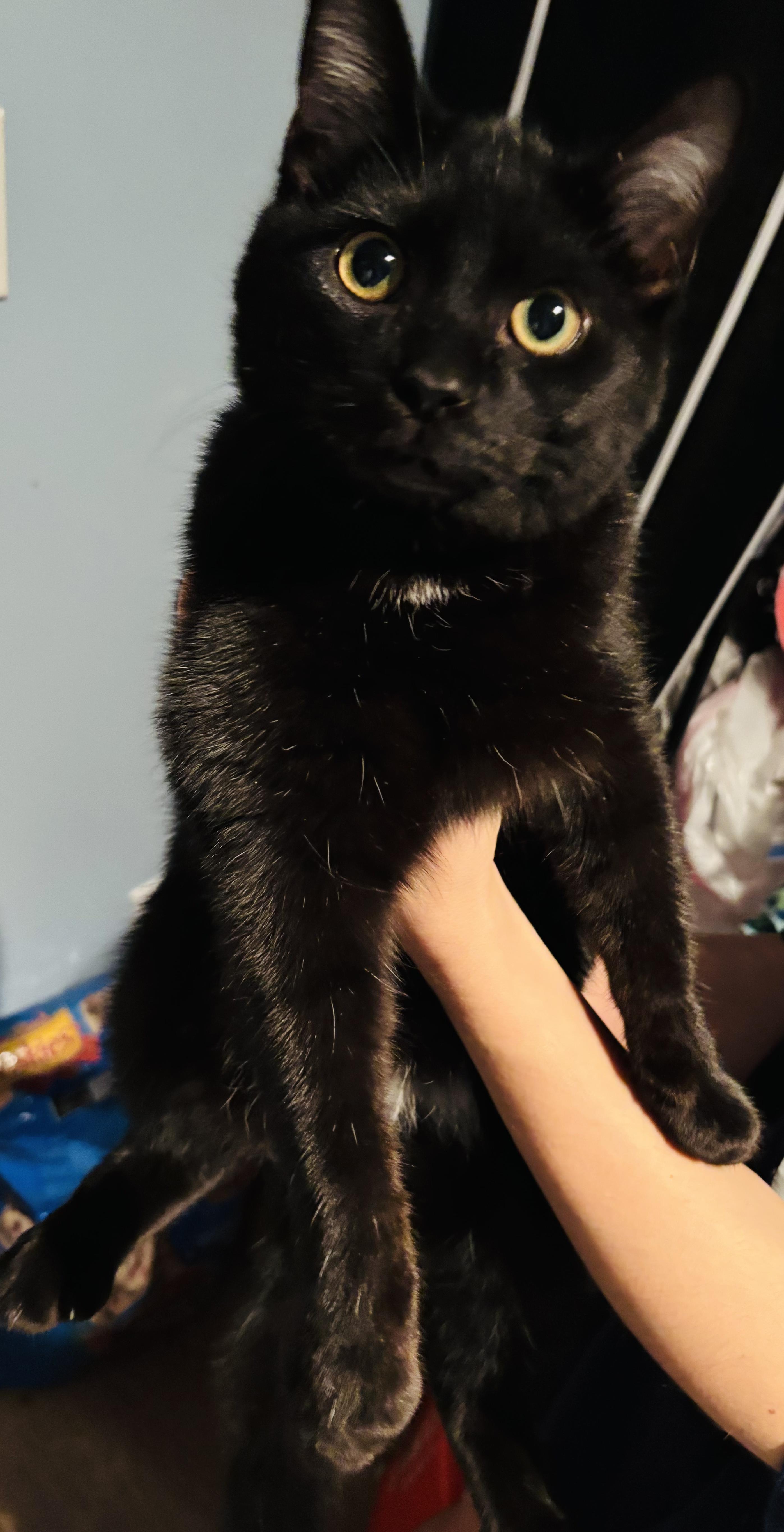 Baloo — thumbnail 2