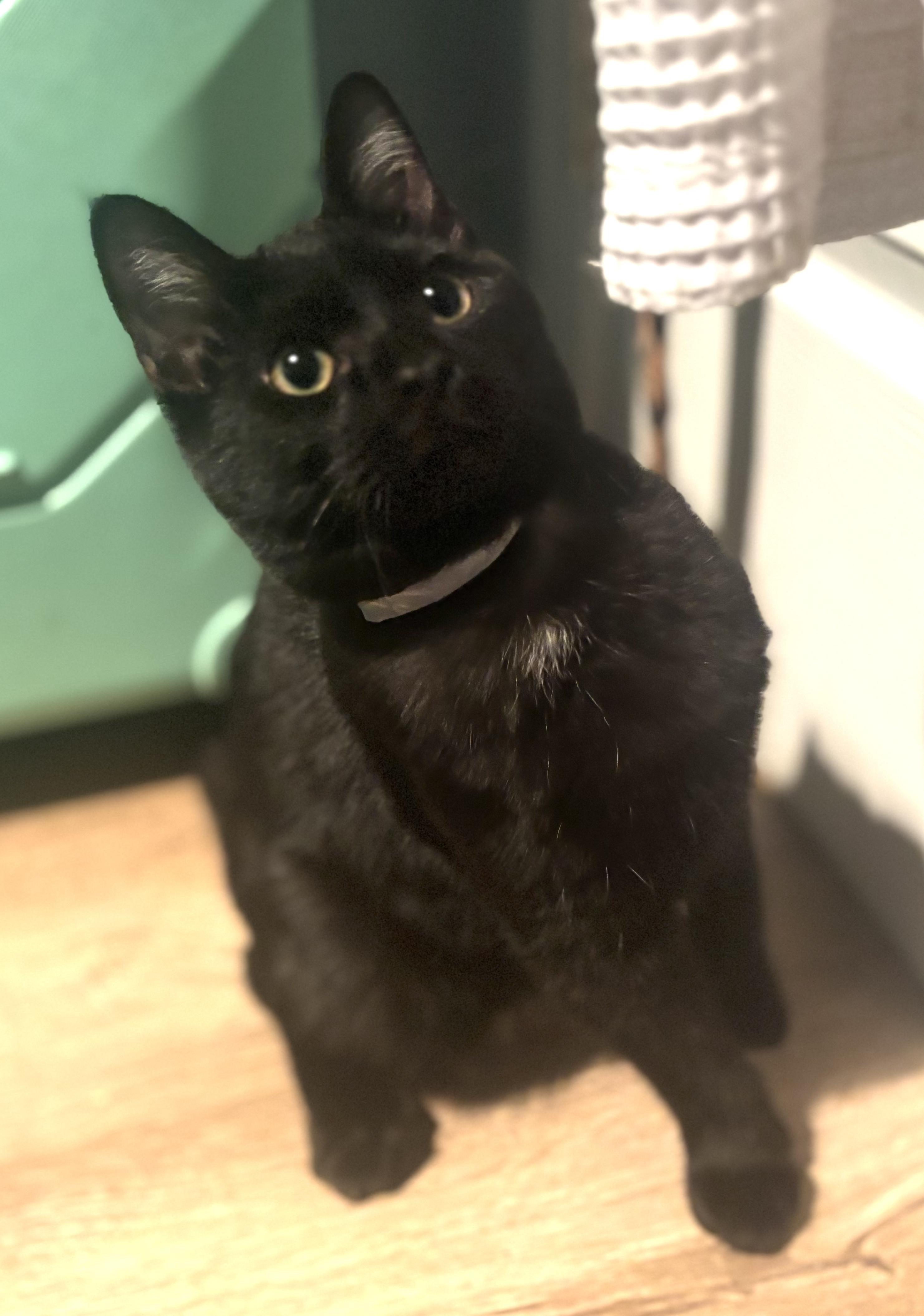 Baloo — thumbnail 5