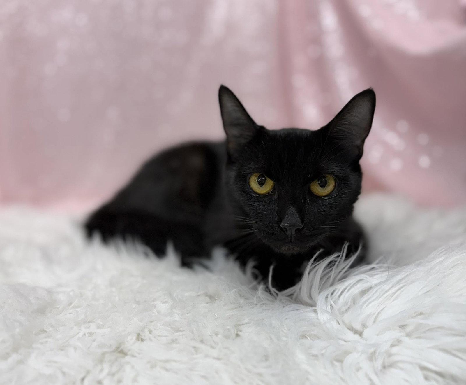 Shelby, Adoptable, Adult Female Domestic Short Hair.