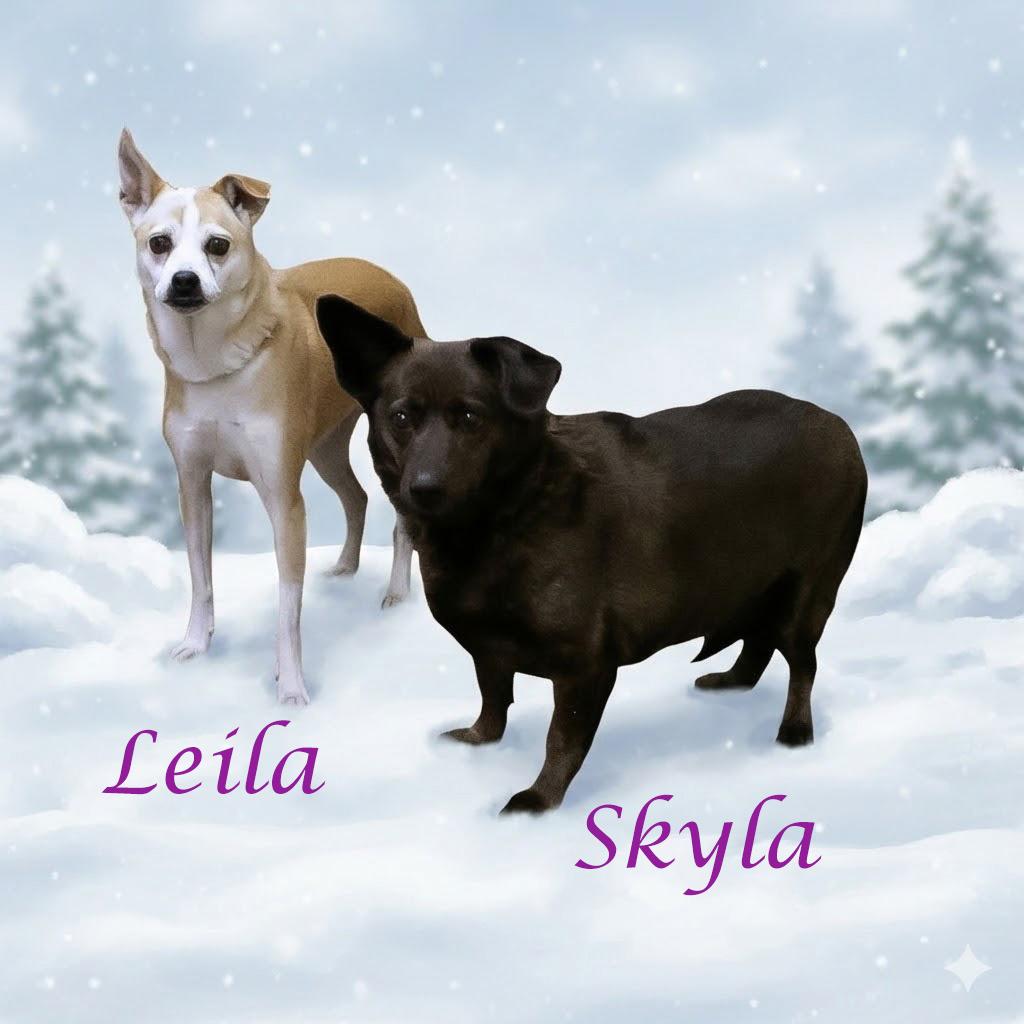 Enlarge Leila D25-201, a Adoptable mixed breed in Lebanon, TN image 1/6