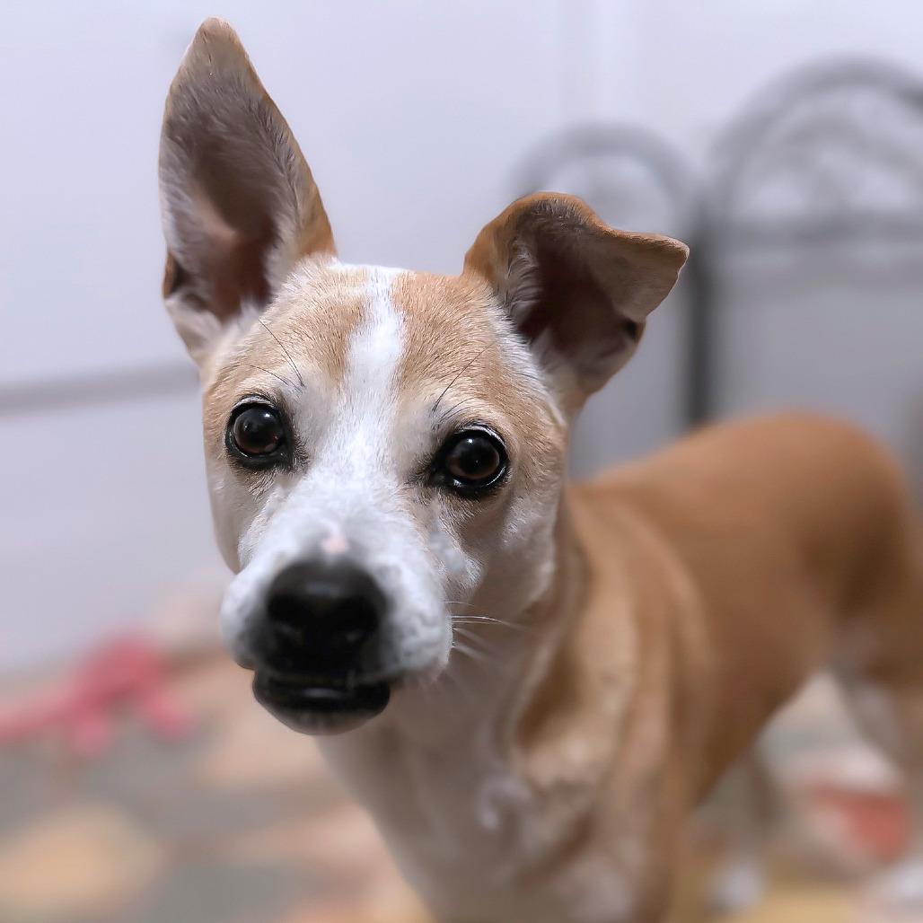 Enlarge Leila D25-201, a Adoptable mixed breed in Lebanon, TN image 2/6