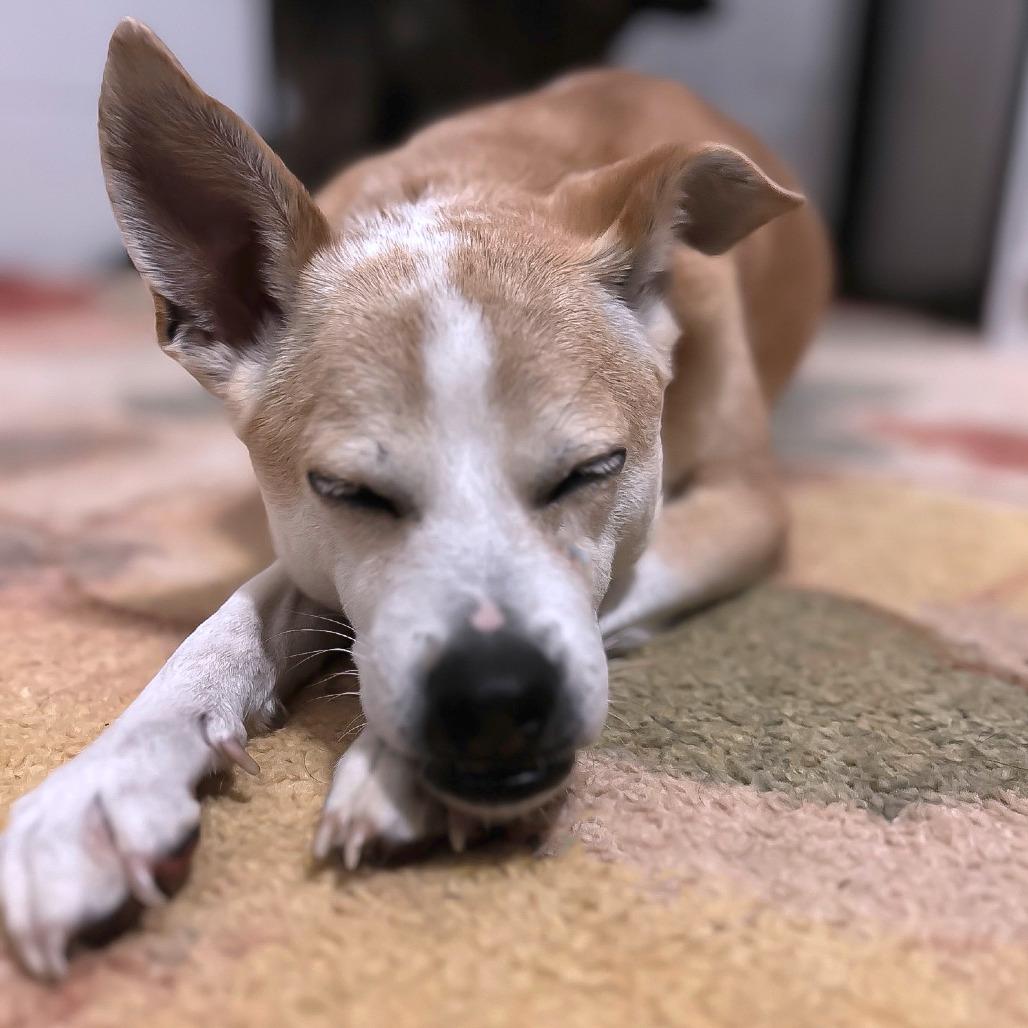 Enlarge Leila D25-201, a Adoptable mixed breed in Lebanon, TN image 3/6