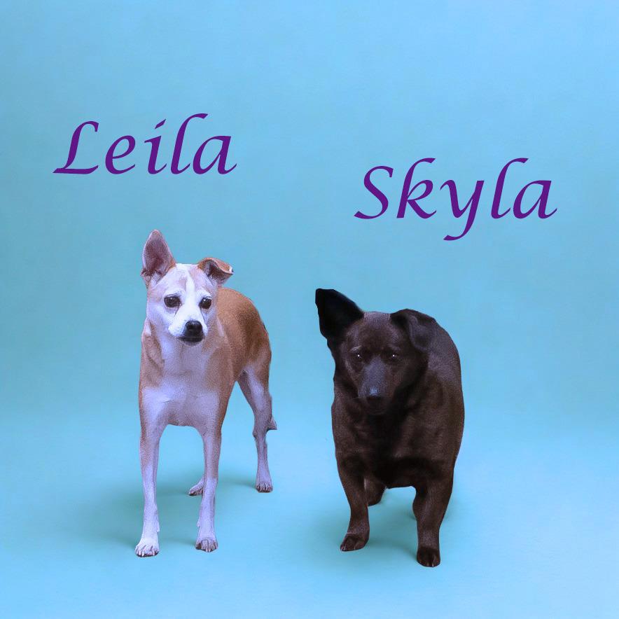 Leila D25-201, a Adoptable mixed breed in Lebanon, TN image 4/4