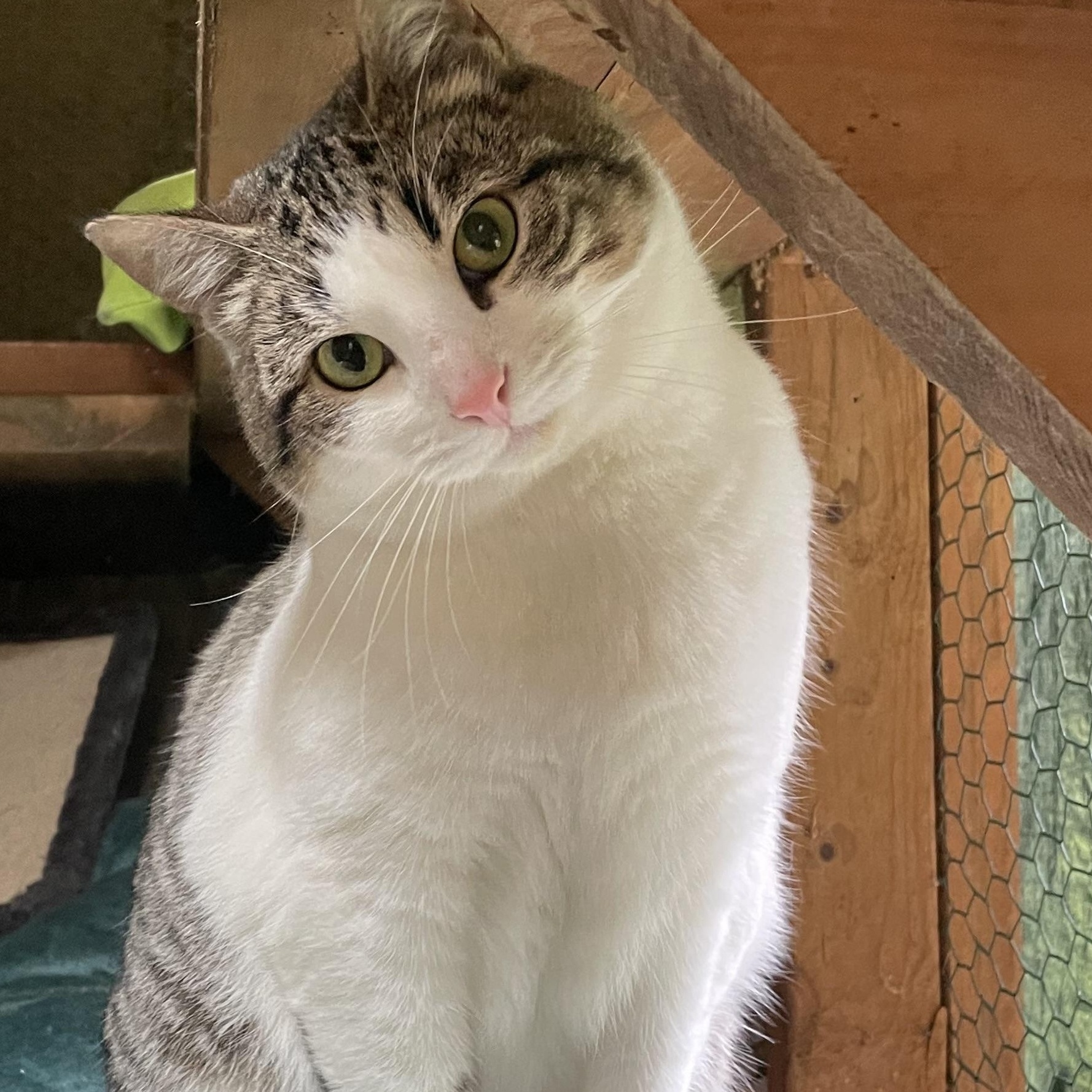 Enlarge Storm, a Adoptable mixed breed in Stanwood, WA image 1/6