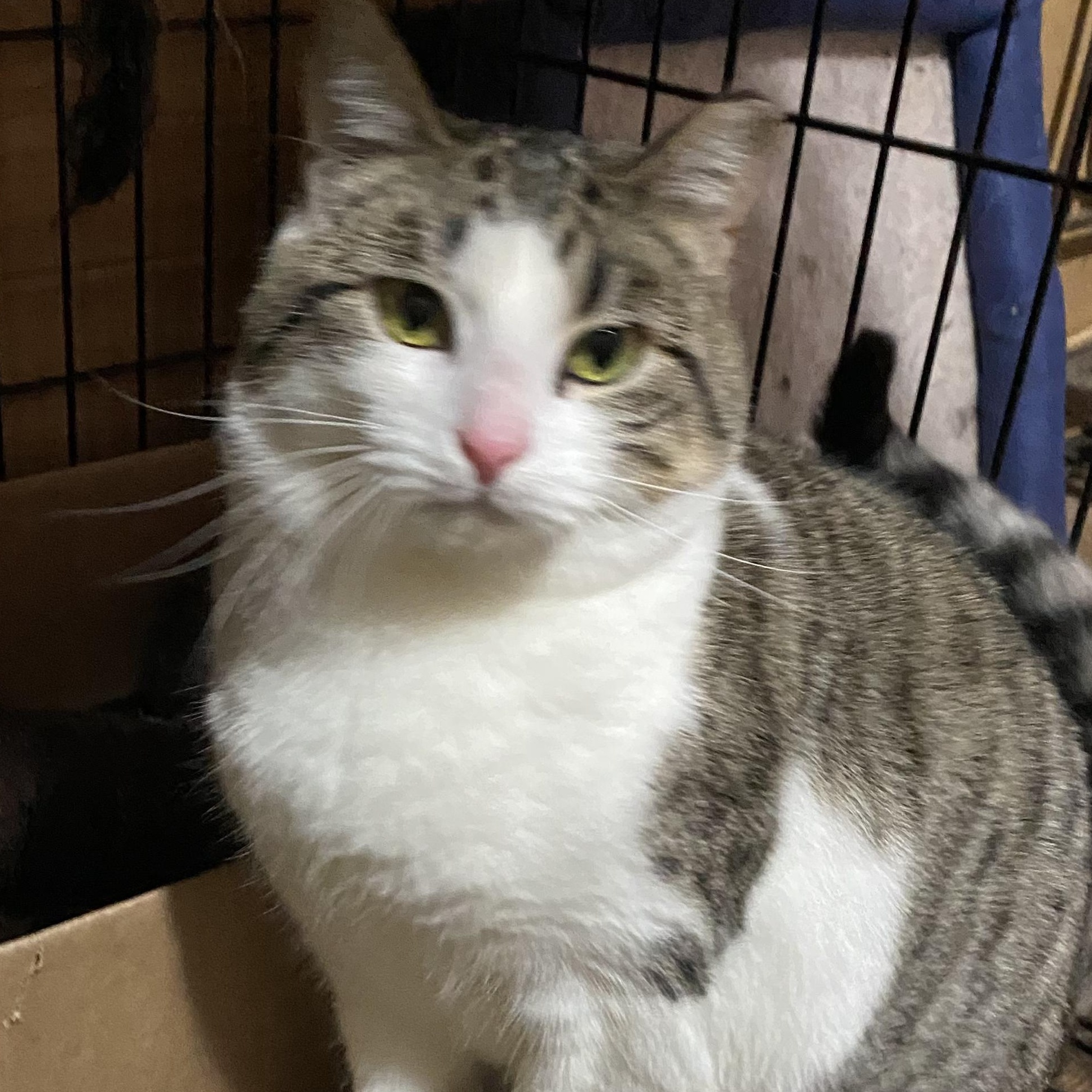Enlarge Storm, a Adoptable mixed breed in Stanwood, WA image 2/6