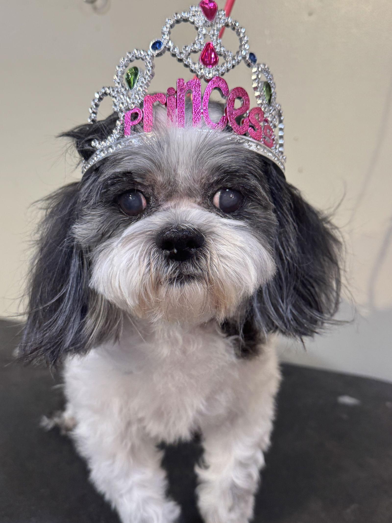Princess, a Adoptable Shih Tzu in Tarrytown, GA image 1/3