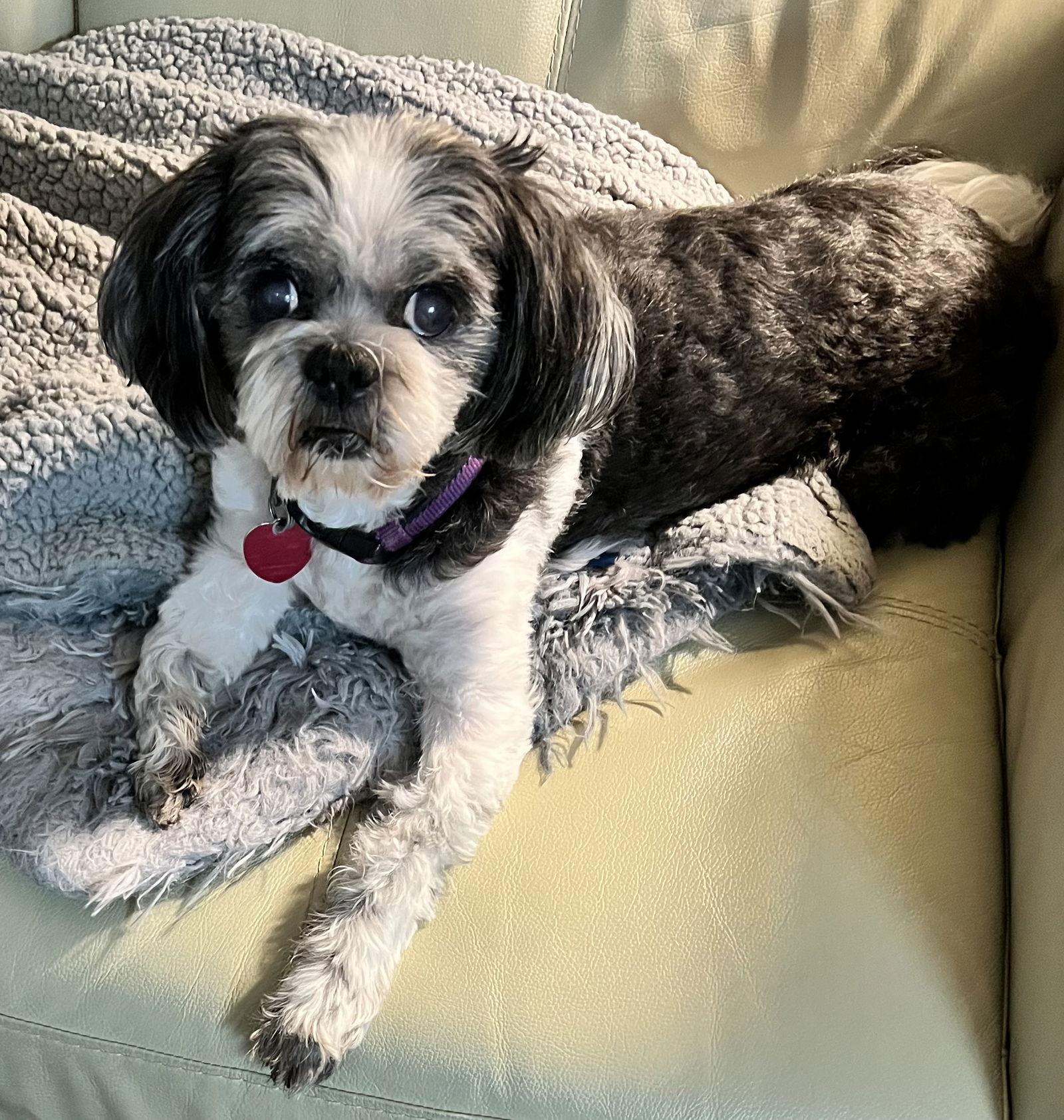 Princess, a Adoptable Shih Tzu in Tarrytown, GA image 2/3