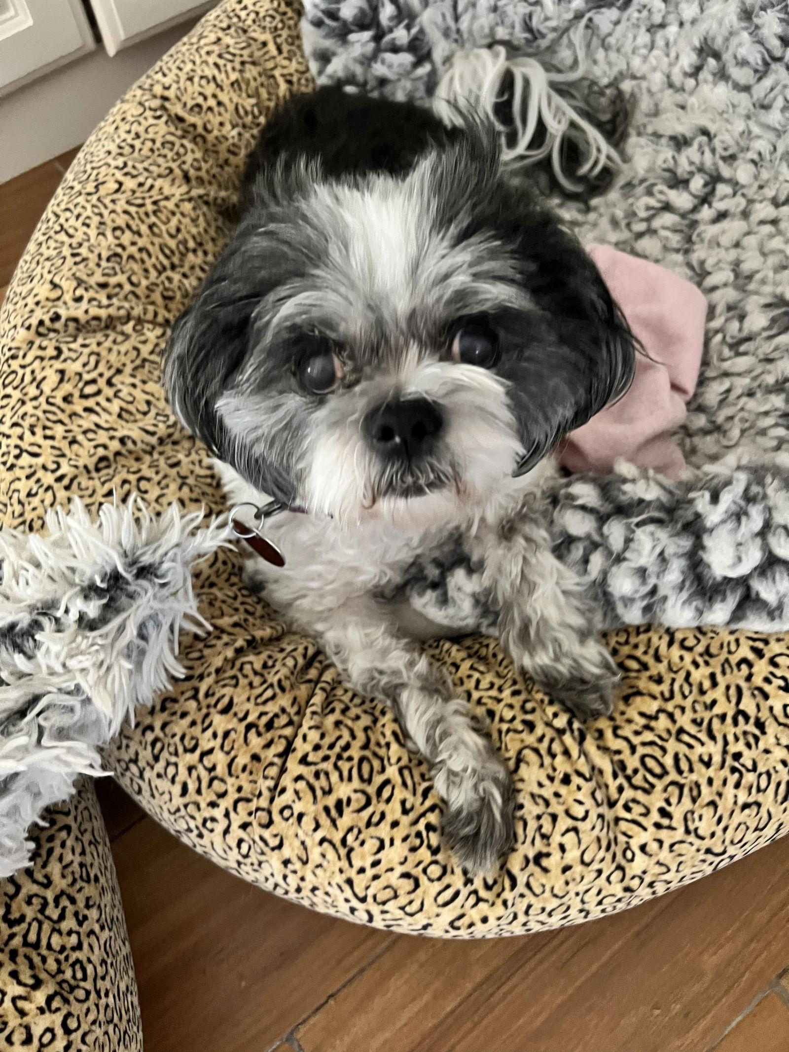 Princess, Adoptable, Senior Female Shih Tzu.