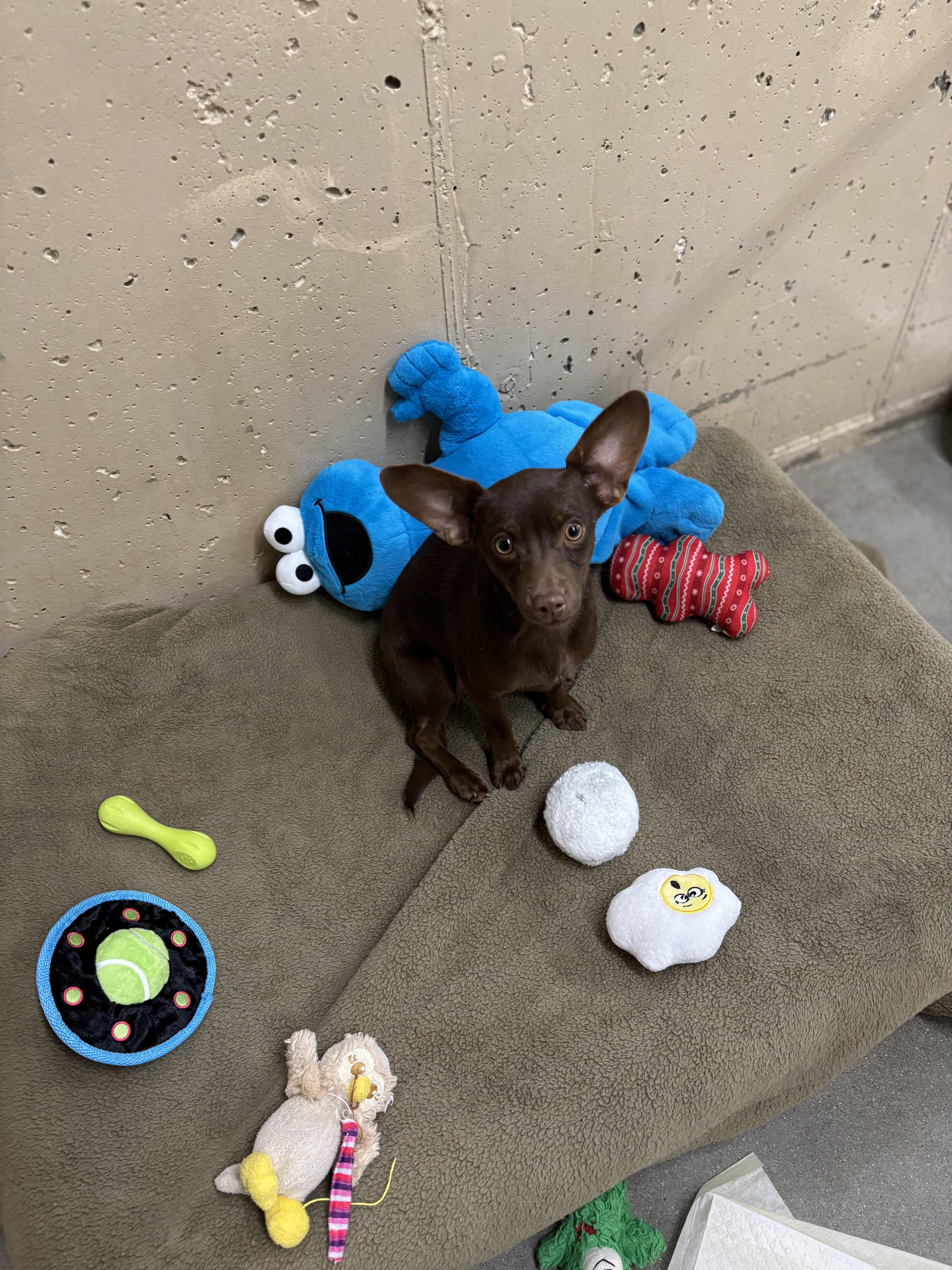 Enlarge Cricket, a Adoptable Mixed Breed in Rock Springs, WY image 1/1