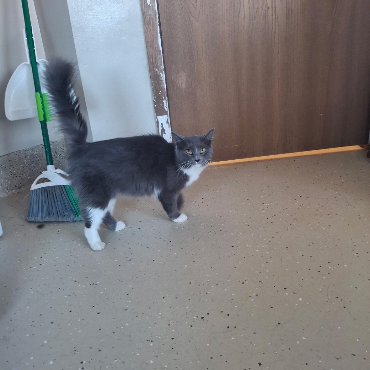 Tinsel, ADOPTABLE, Young Female Domestic Medium Hair.