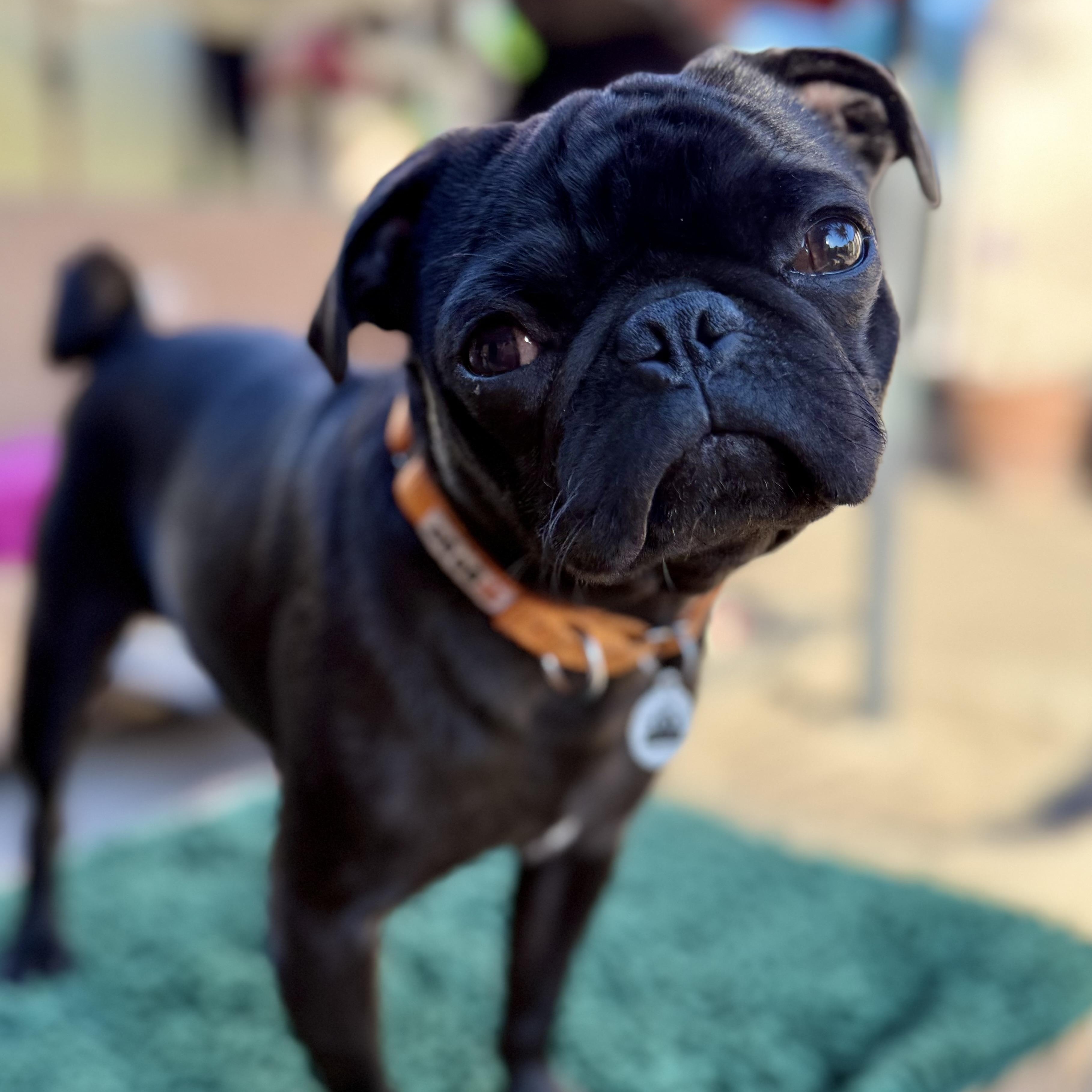 Gatsby, a ADOPTABLE Pug in Santa Monica, CA image 2/6