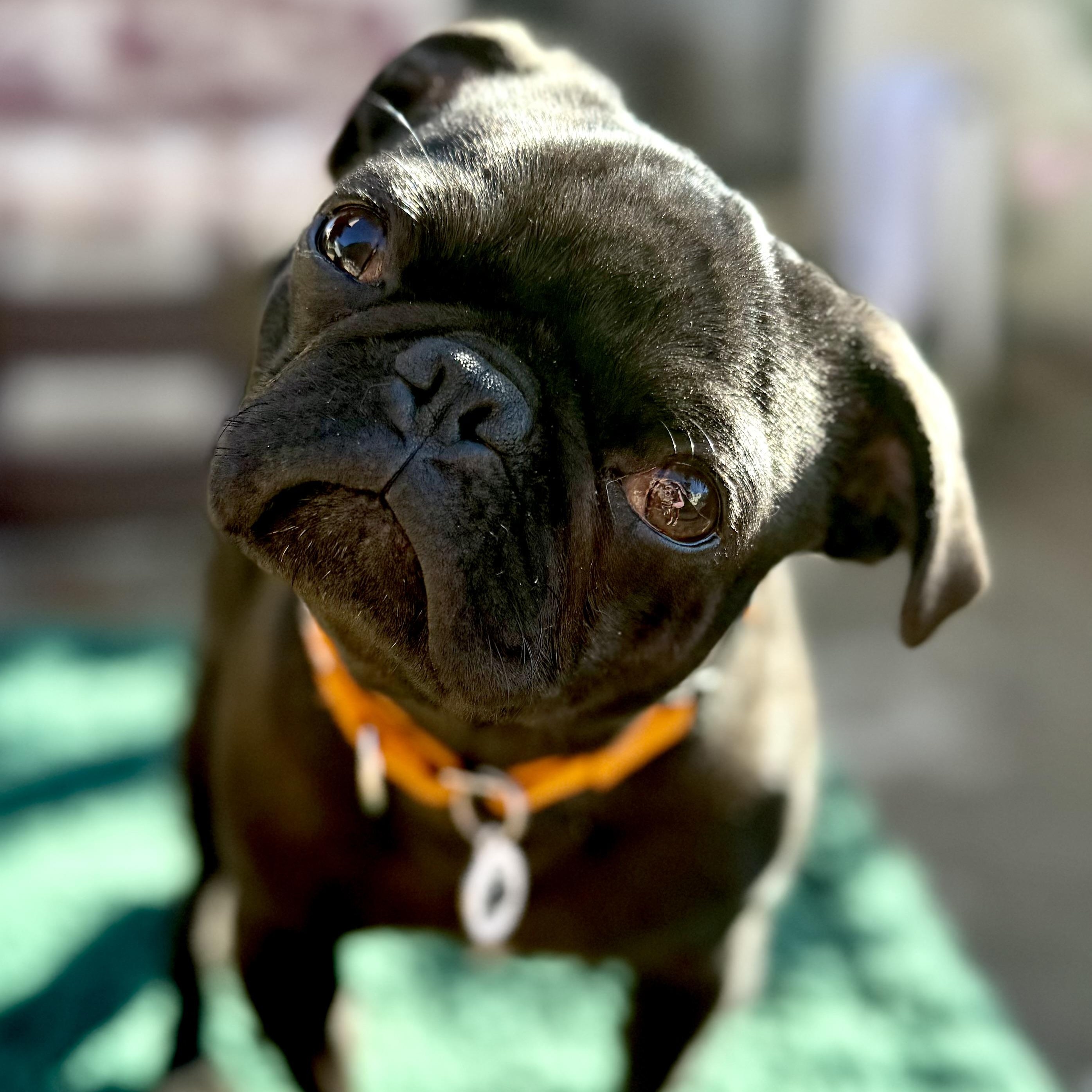 Gatsby, an adopted Pug in Santa Monica, CA image 1/5