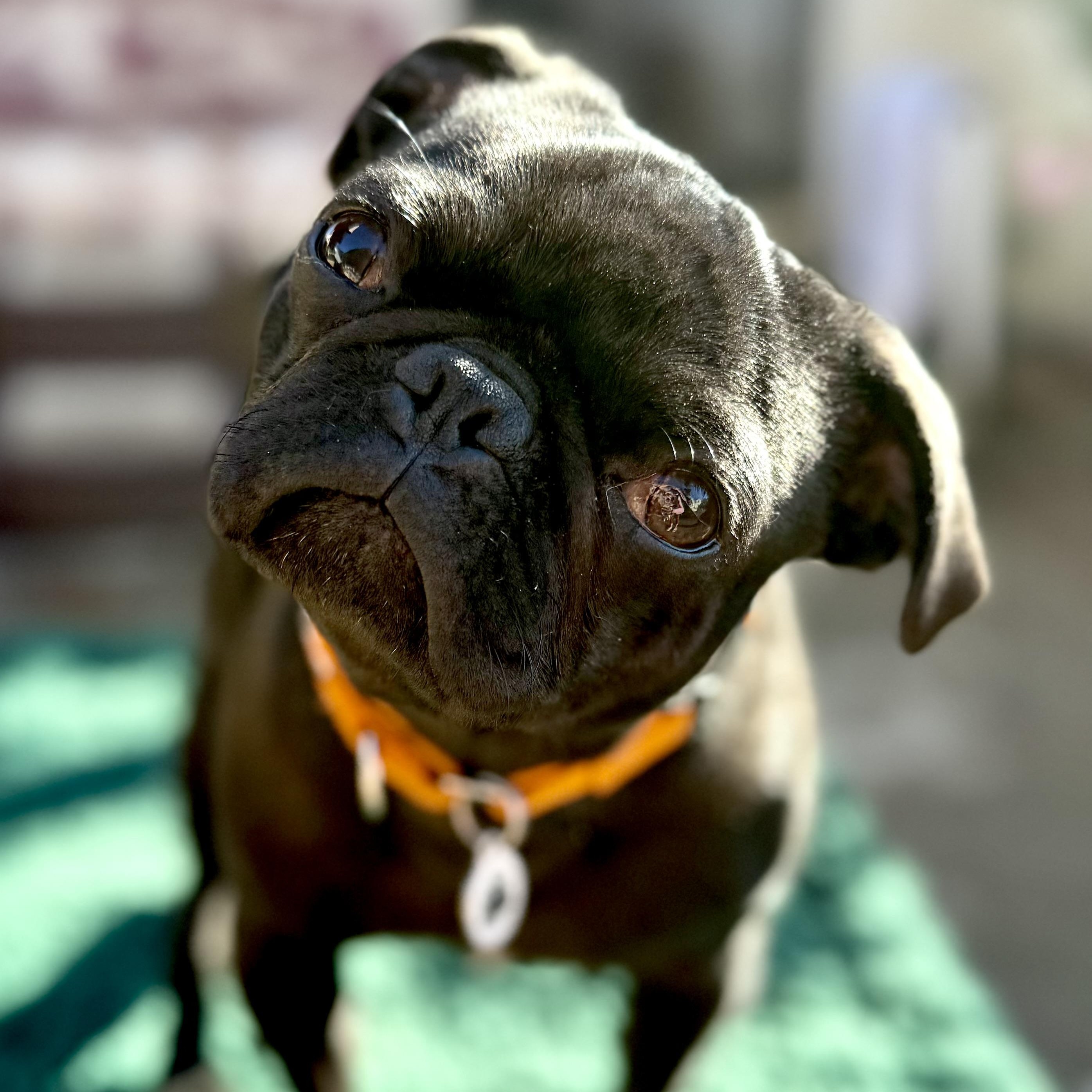 Gatsby, a ADOPTABLE Pug in Santa Monica, CA image 3/6