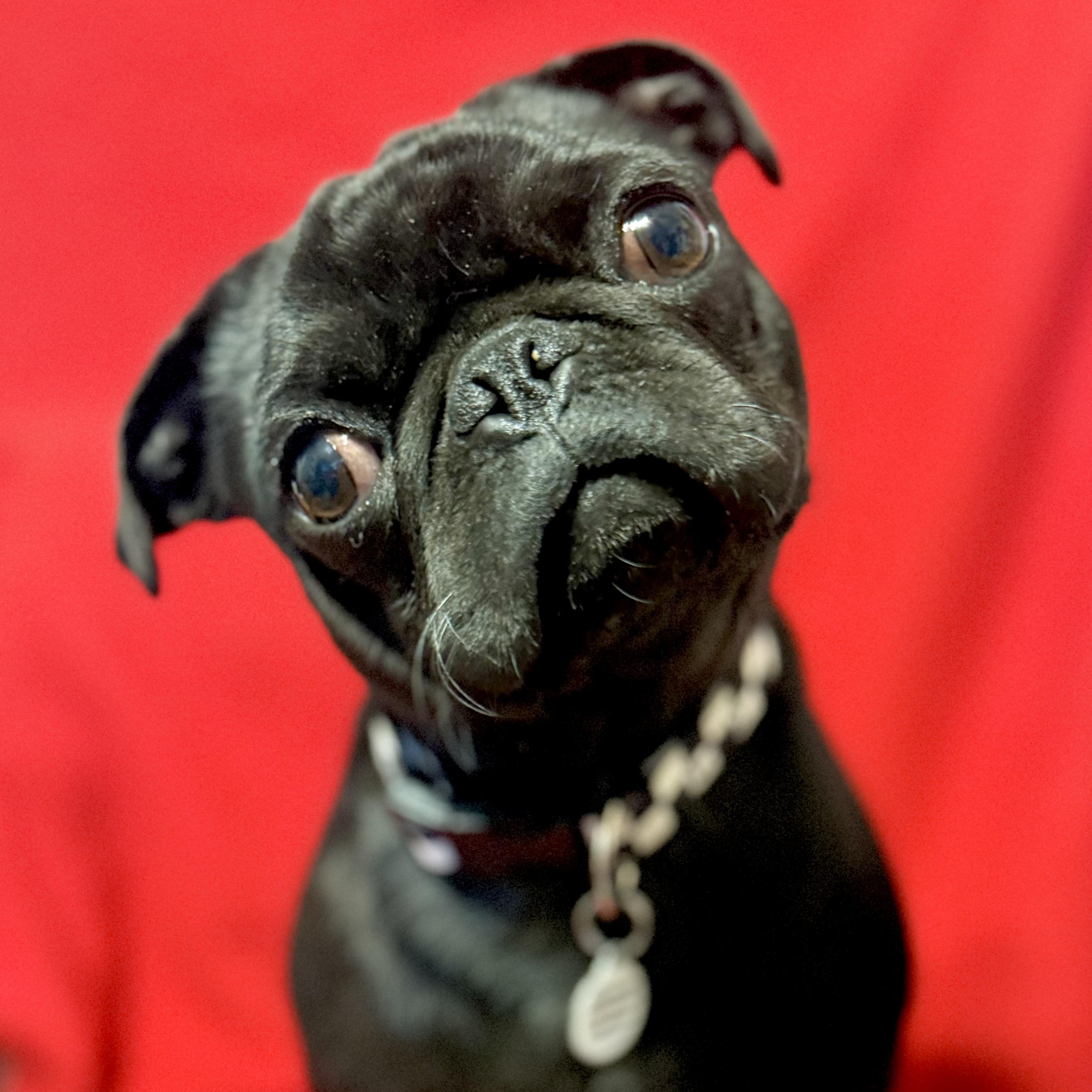 Gatsby, a ADOPTABLE Pug in Santa Monica, CA image 1/6