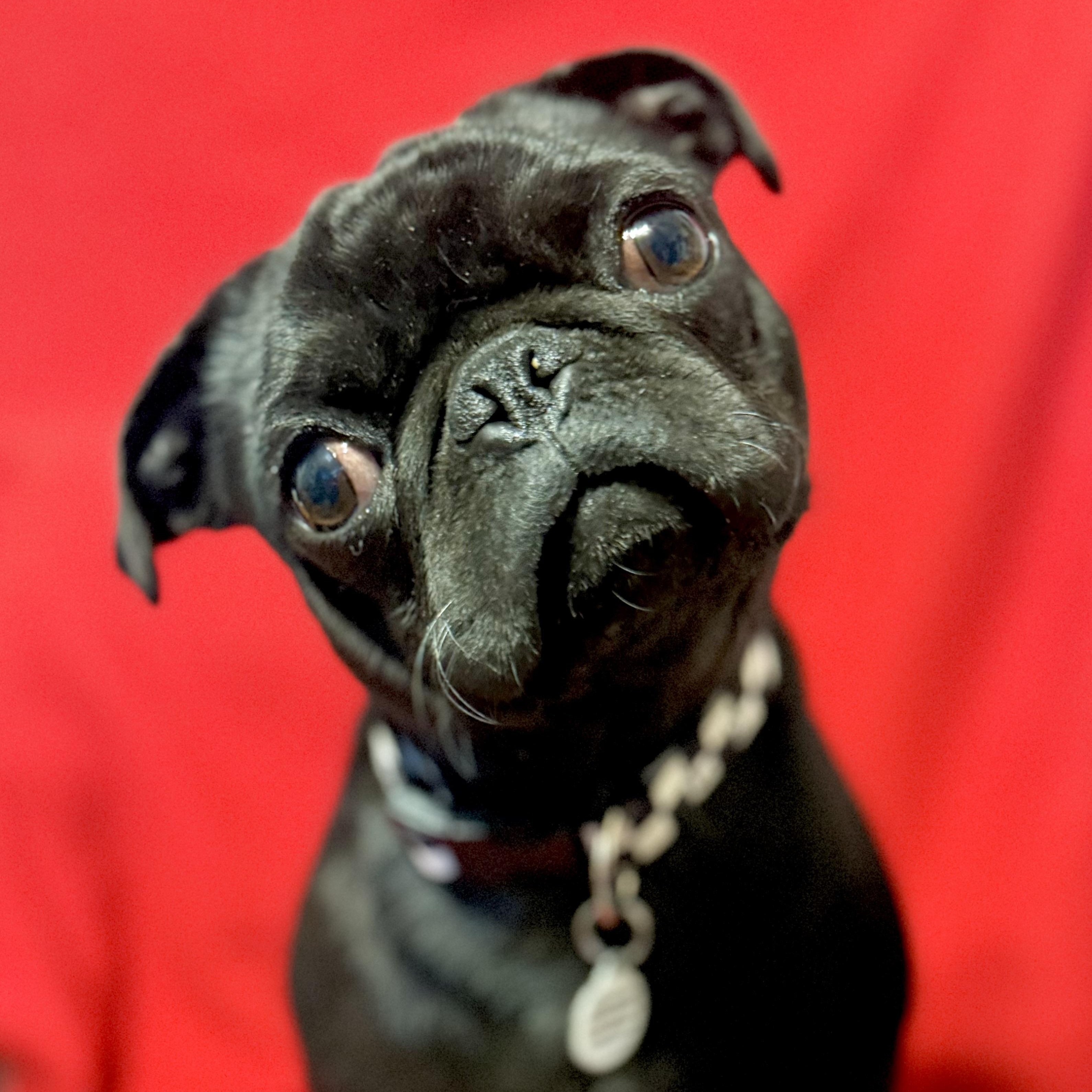 Gatsby, an adopted Pug in Santa Monica, CA image 2/5
