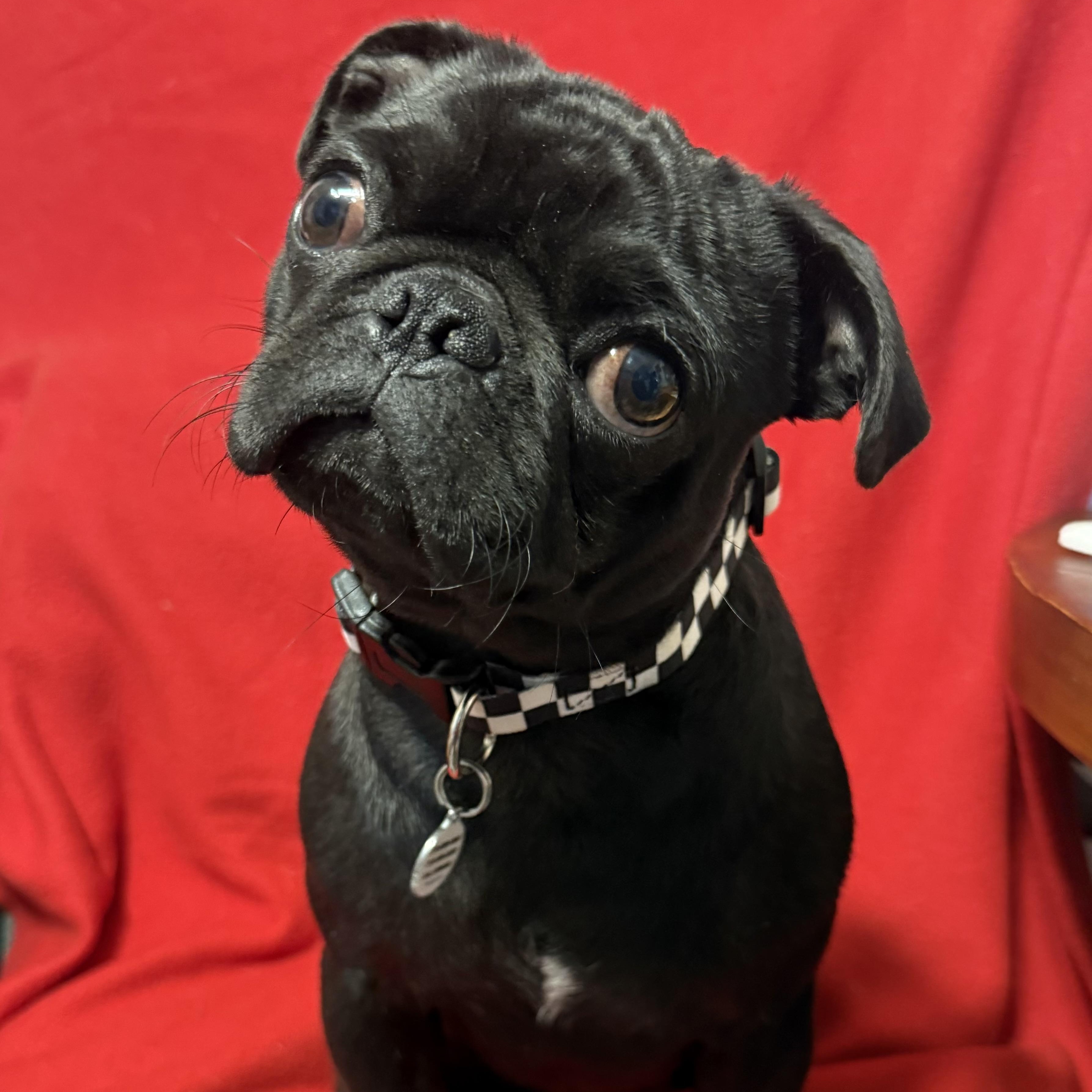 Gatsby, a ADOPTABLE Pug in Santa Monica, CA image 4/6