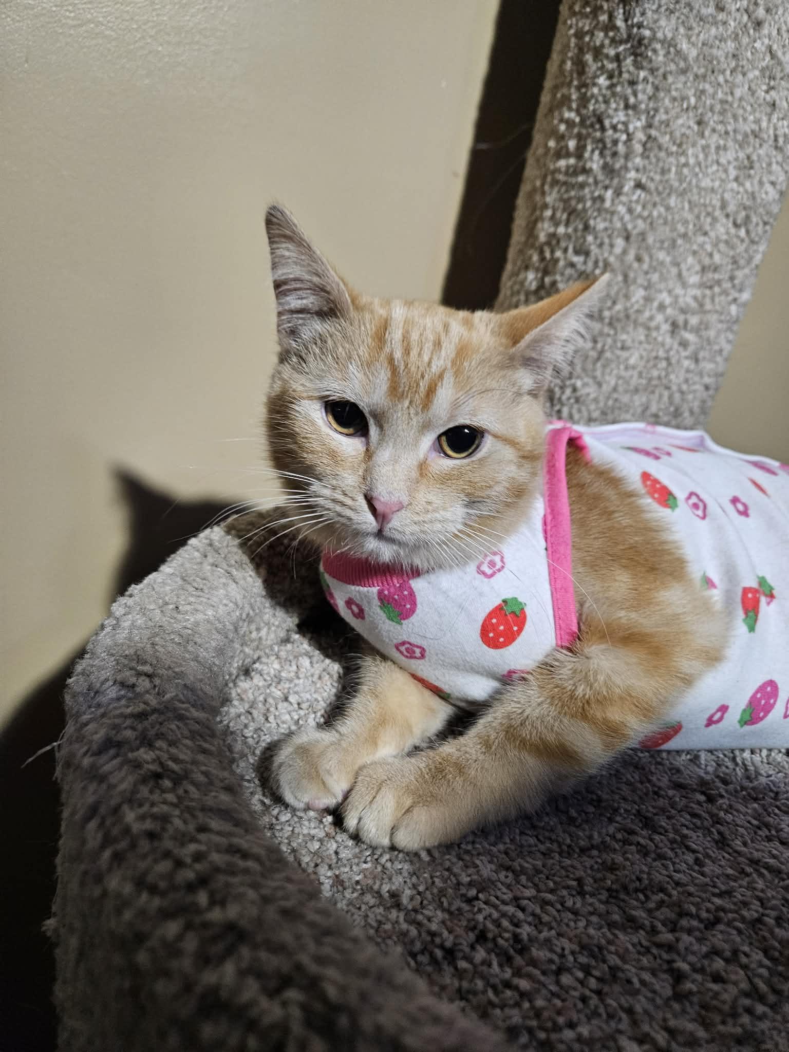 Eggnog , adopted, Kitten Female Domestic Short Hair.