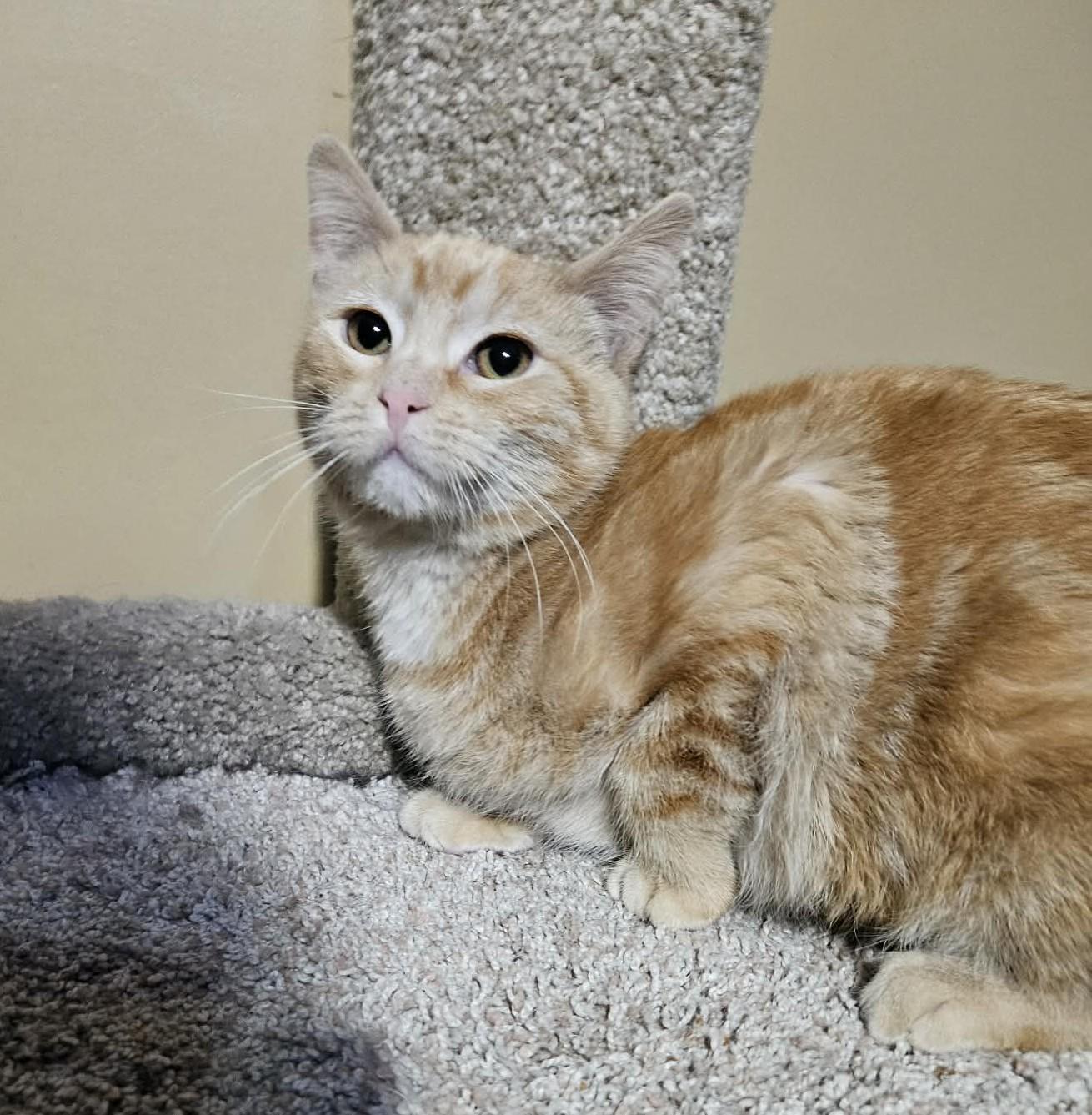 Enlarge Eggnog , an adopted Domestic Short Hair in Overland Park, KS image 3/3