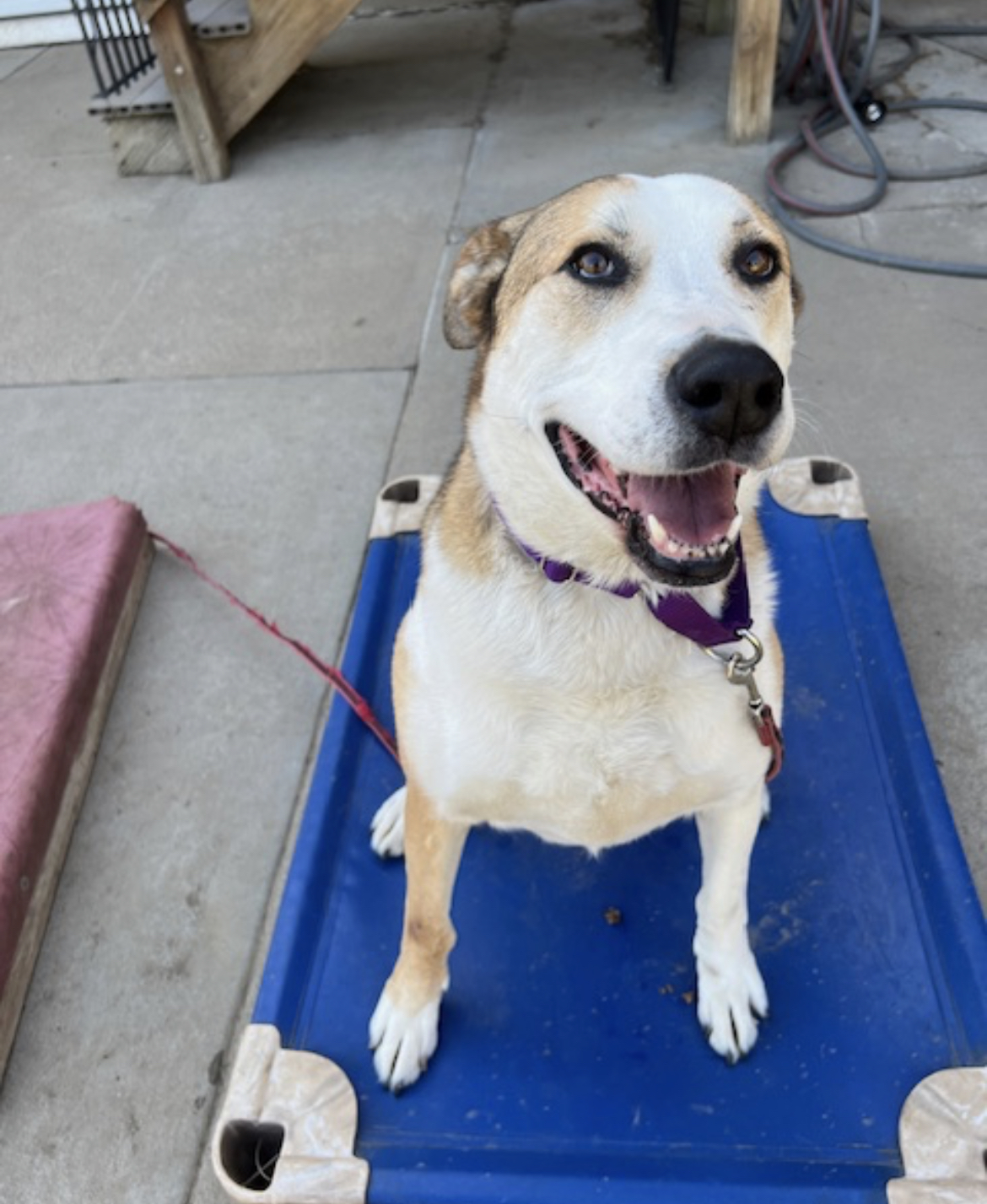Dog for adoption Willow, an Alaskan Malamute & Pit Bull Terrier Mix