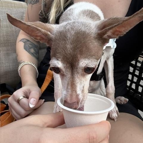 Bambi, a ADOPTABLE Toy Fox Terrier in Holland, MI image 2/6