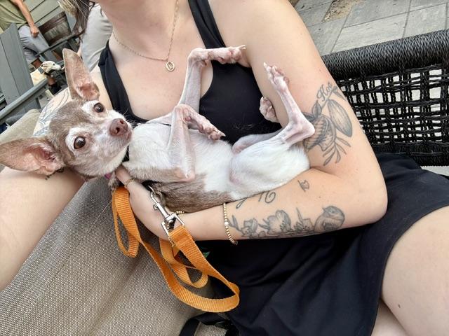 Bambi, a ADOPTABLE Toy Fox Terrier in Holland, MI image 5/6