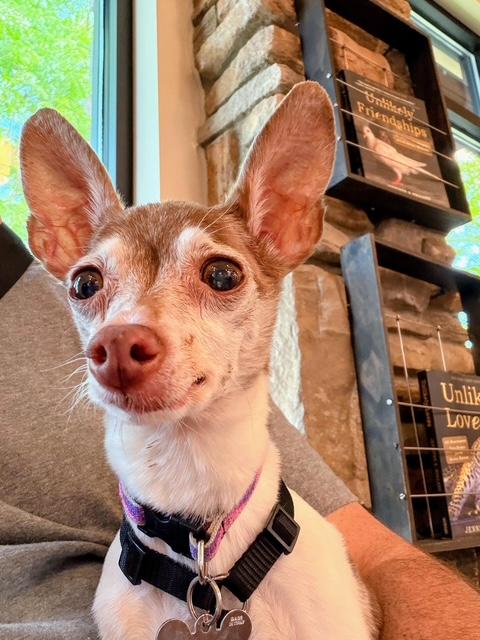 Bambi, ADOPTABLE, Senior Female Toy Fox Terrier.