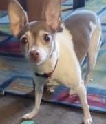 Bambi, a ADOPTABLE Toy Fox Terrier in Holland, MI image 4/6