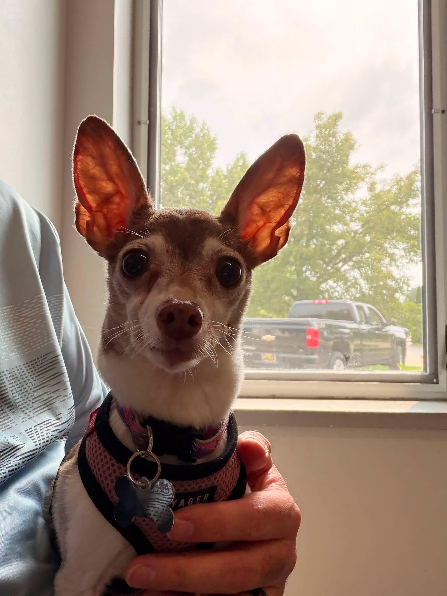 Bambi, a ADOPTABLE Toy Fox Terrier in Holland, MI image 3/6