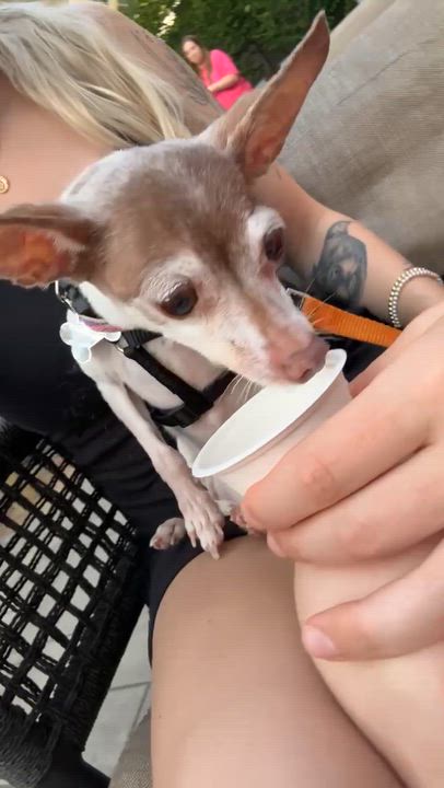 Enlarge Bambi, a ADOPTABLE Toy Fox Terrier in Holland, MI video 6/6