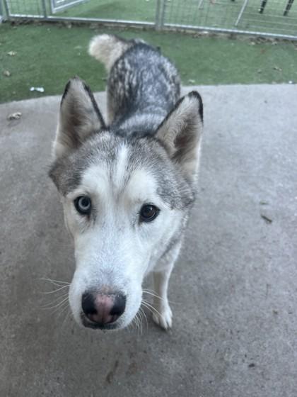 Enlarge Maximillion, a Adoptable mixed breed in Farmers Branch, TX image 1/1