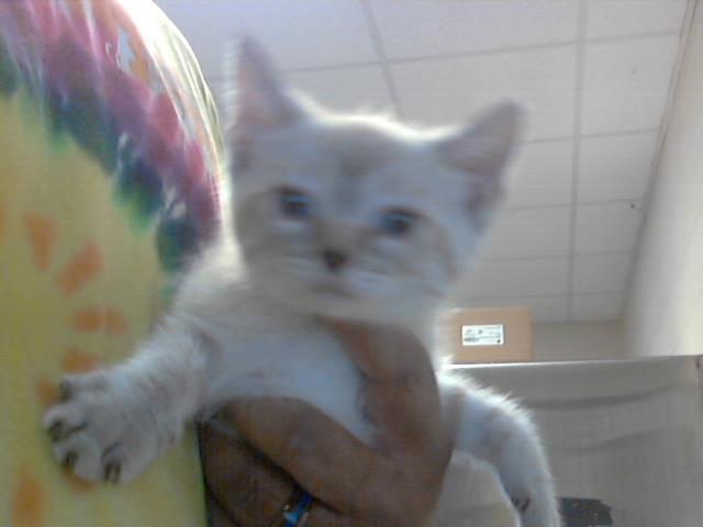 MITTS, Adoptable, Young Female Domestic Short Hair.