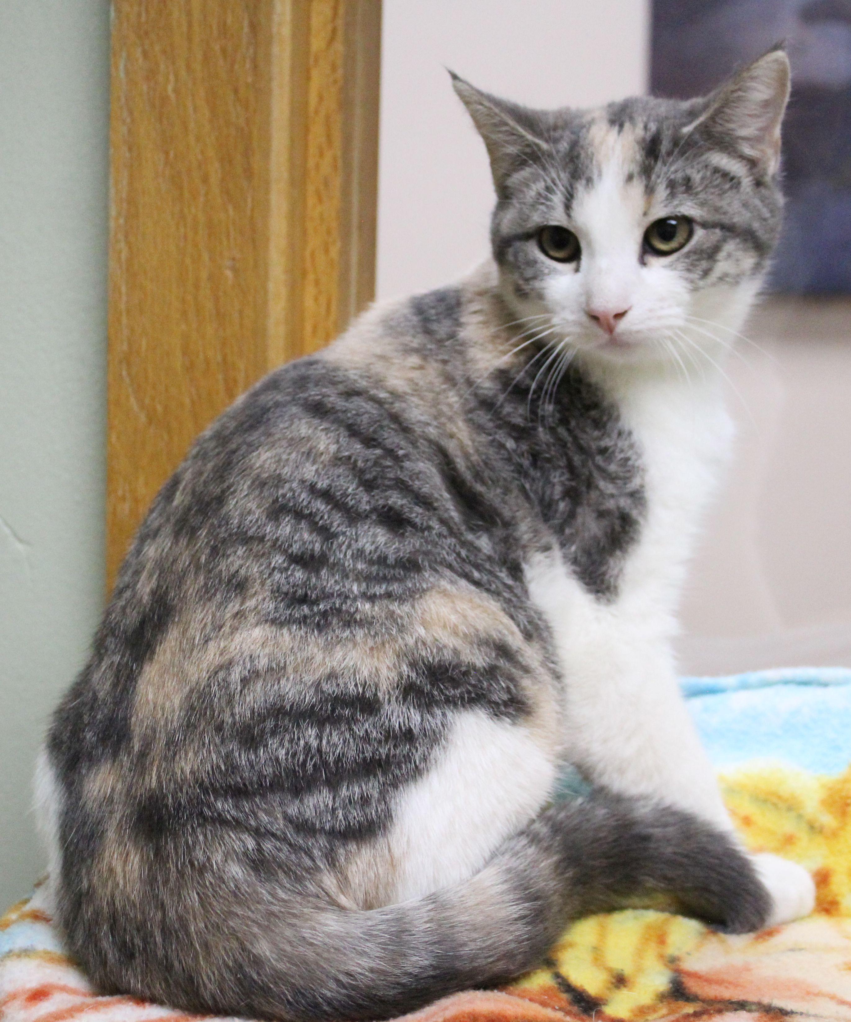 Octavia, ADOPTABLE, Kitten Female Domestic Short Hair.