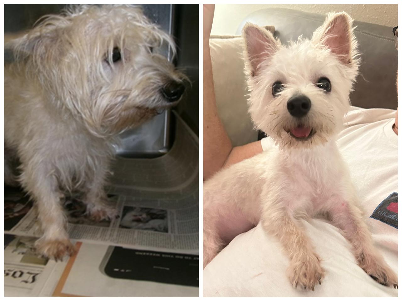 Enlarge Stella  **Adoption Pending**, a ADOPTABLE mixed breed in Huntington Beach, CA image 1/1