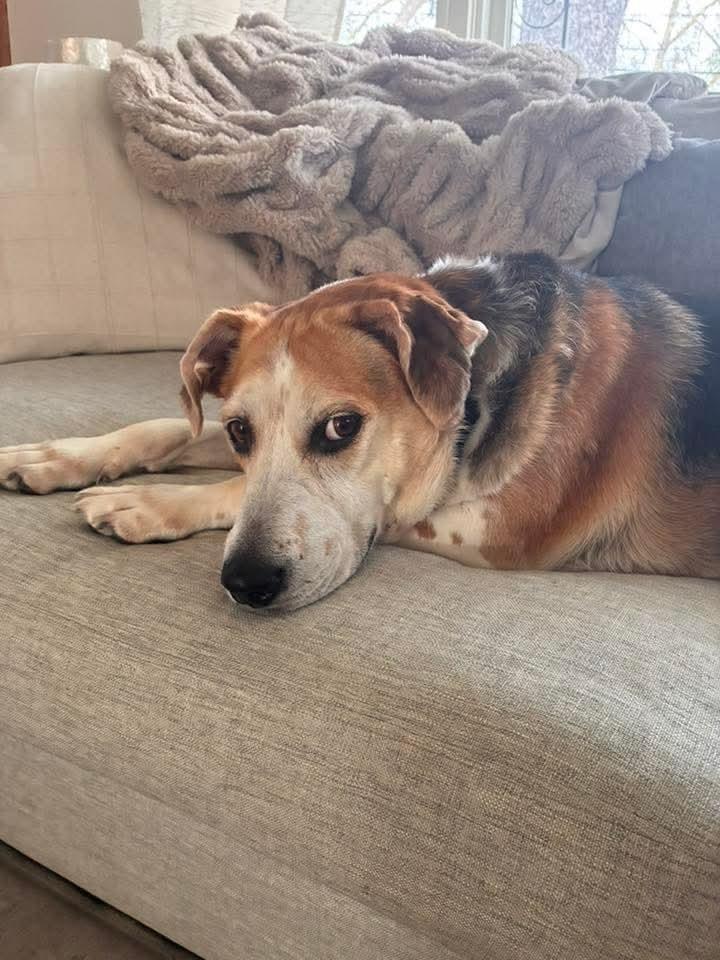 Ethel, a Adoptable mixed breed in Groveland, MA image 1/4