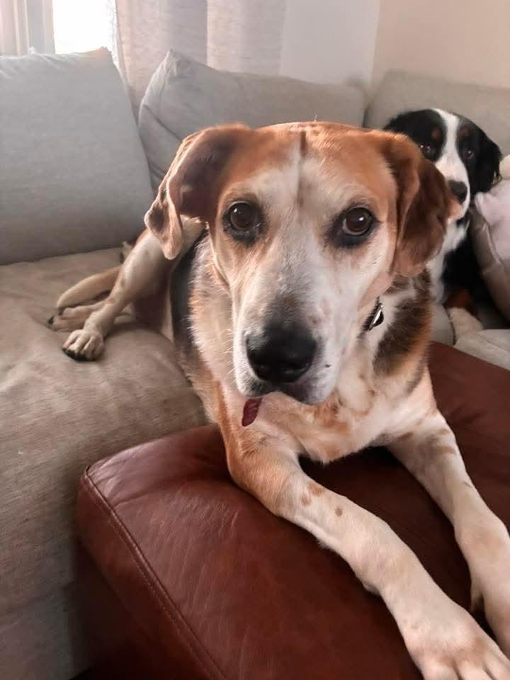Ethel, a Adoptable mixed breed in Groveland, MA image 3/4
