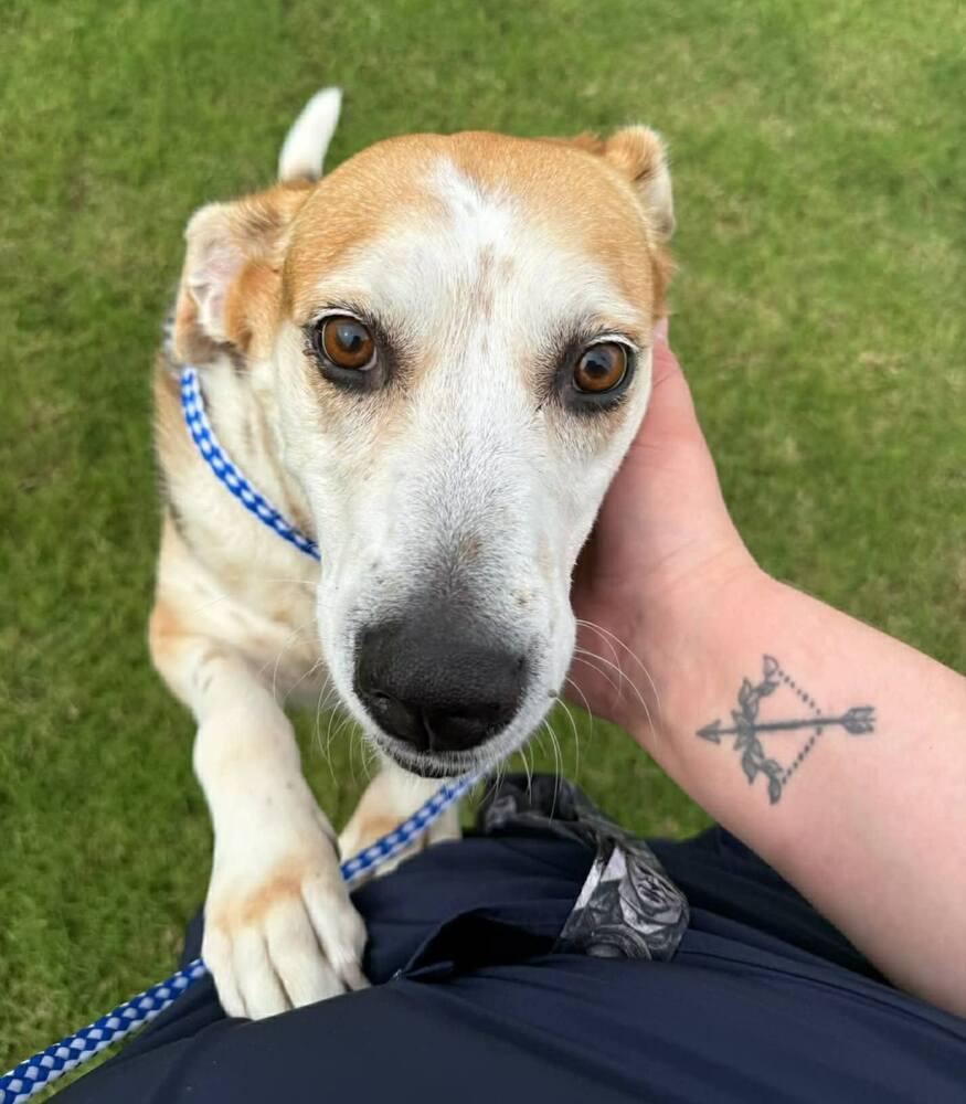 Ethel, a Adoptable mixed breed in Groveland, MA image 4/4