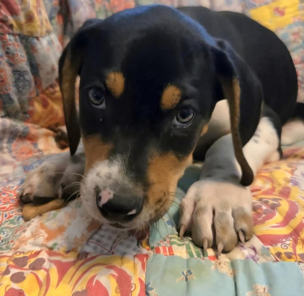 Psyduck, Adoptable, Puppy Male Mixed Breed.