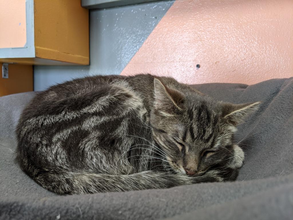 HAVEN, Adoptable, Adult Female Domestic Short Hair.