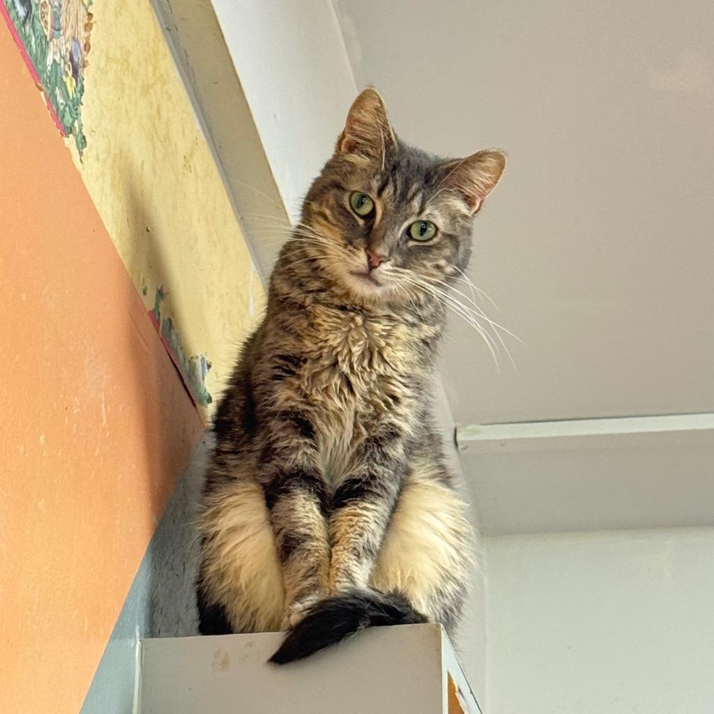 HAVEN, Adoptable, Adult Female Domestic Short Hair.