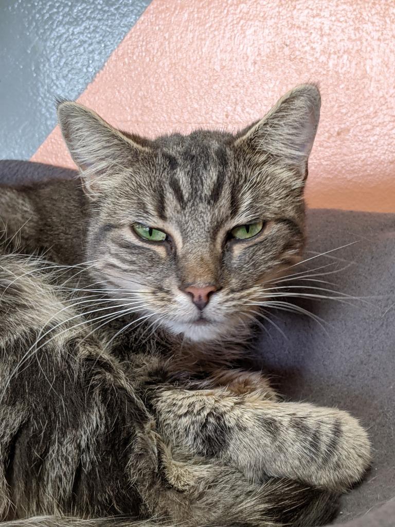 Enlarge HAVEN, a Adoptable mixed breed in Battle Creek, MI image 2/3