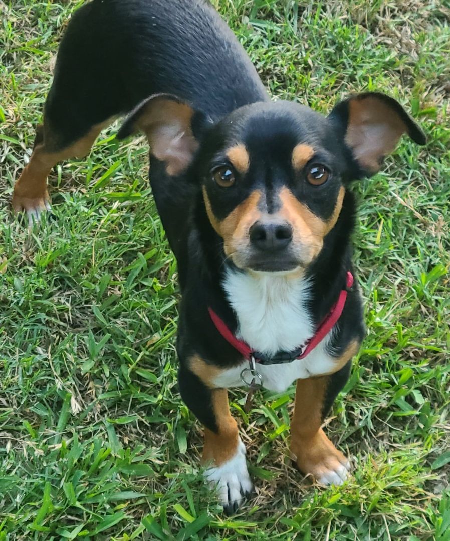 CONNER, a Adoptable mixed breed in Grand Prairie, TX image 1/12