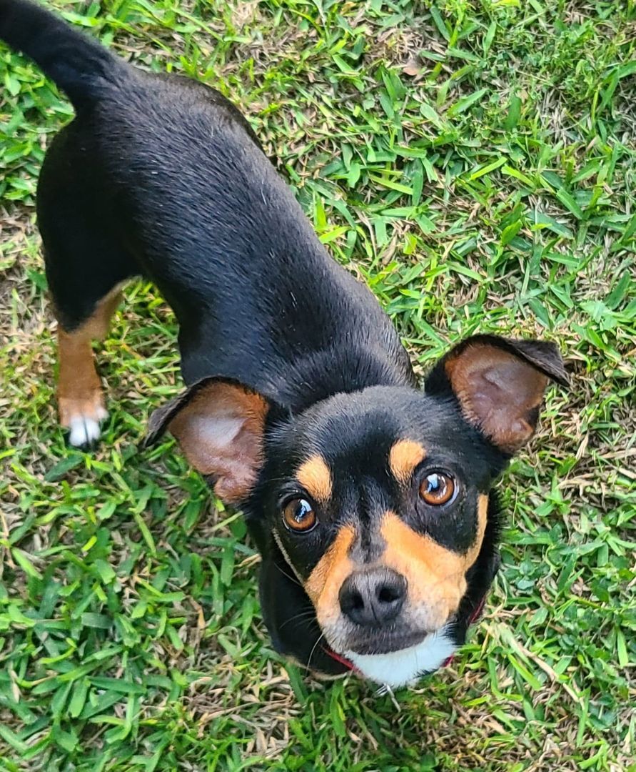 CONNER, a Adoptable mixed breed in Grand Prairie, TX image 2/12